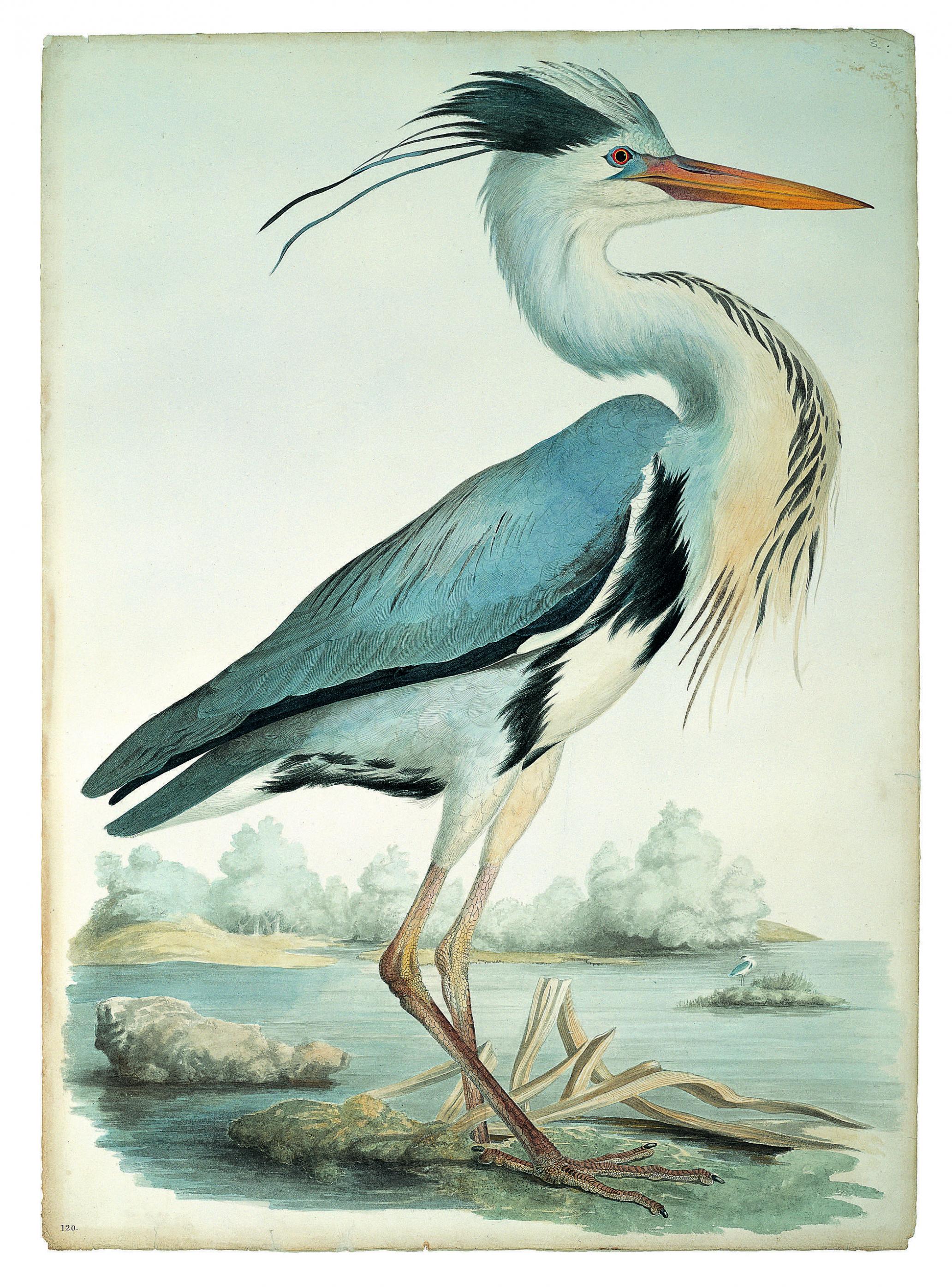 Neben den Stars der Vogelmalerei wird der Brite William MacGillivray oft vergessen. Zu Unrecht, wie dieses Gemälde eines Graureihers von ca. 1835 zeigt (Bild aus dem besprochenen Band).