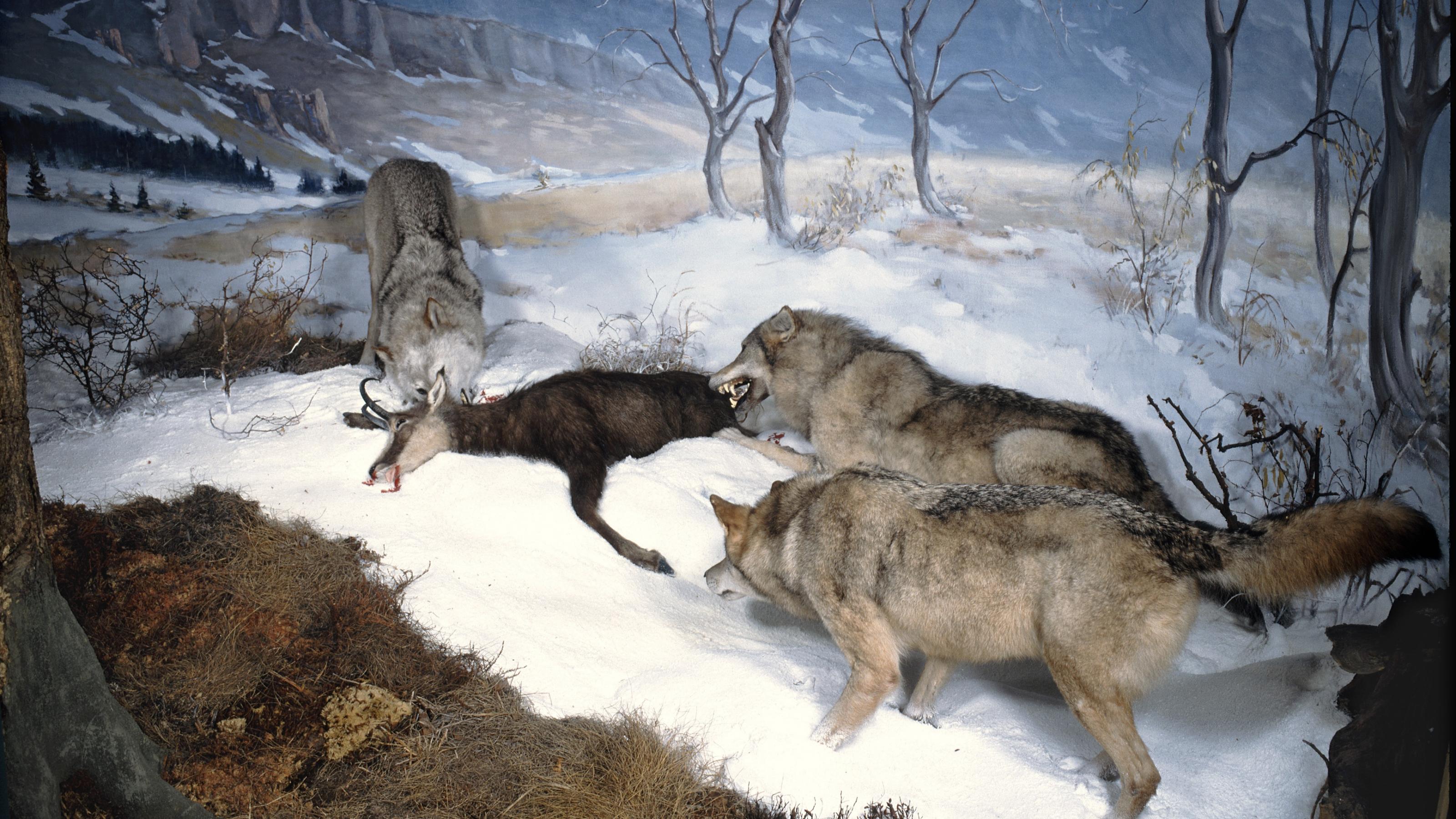Drei Wölfe reißen Rotwild.