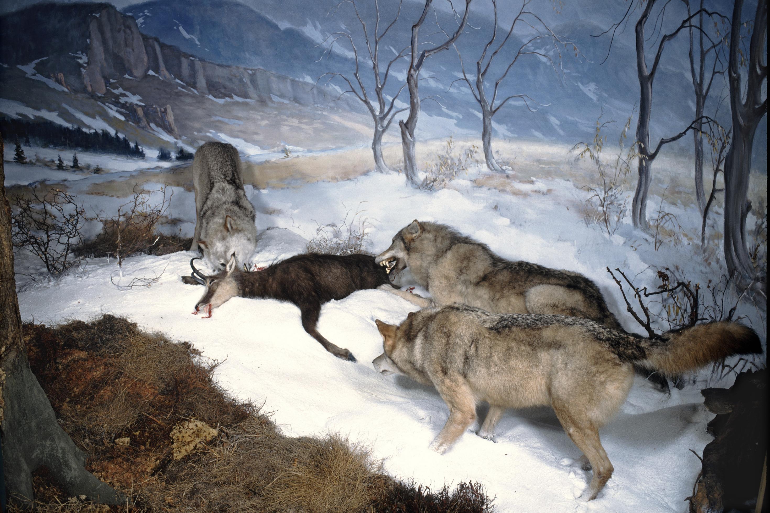 Drei Wölfe reißen Rotwild.
