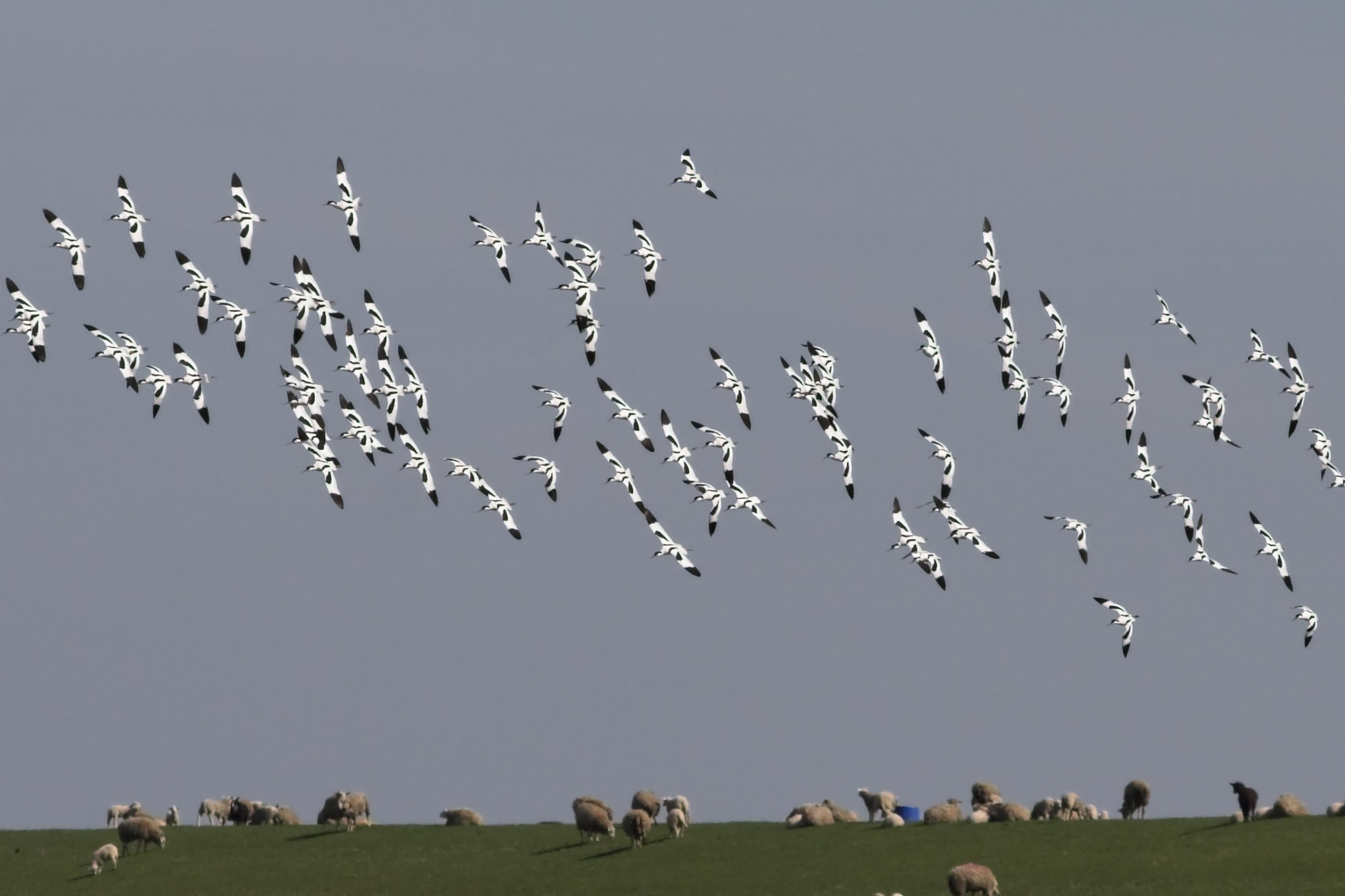 Ein Schwarm kontrastreich schwarzweiß gemusterter Säbelschnäbler fliegt über einen Deich, auf dem Schafe grasen
