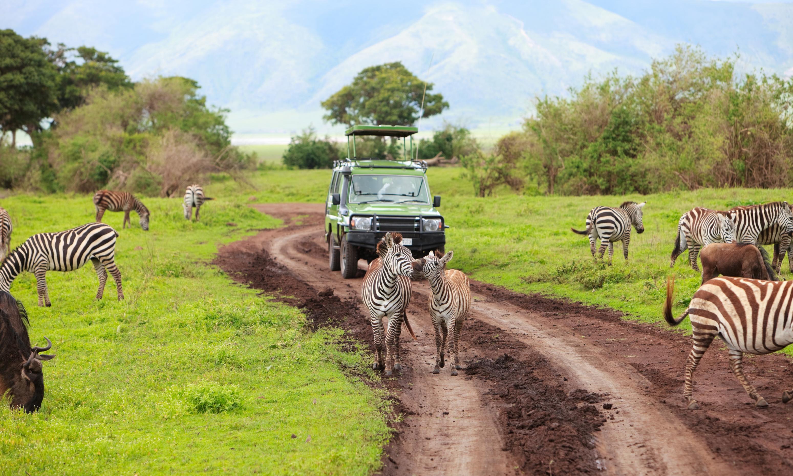 Ein Jeep überquert einen schlammigen Weg und eine passiert eine Herde Zebras.