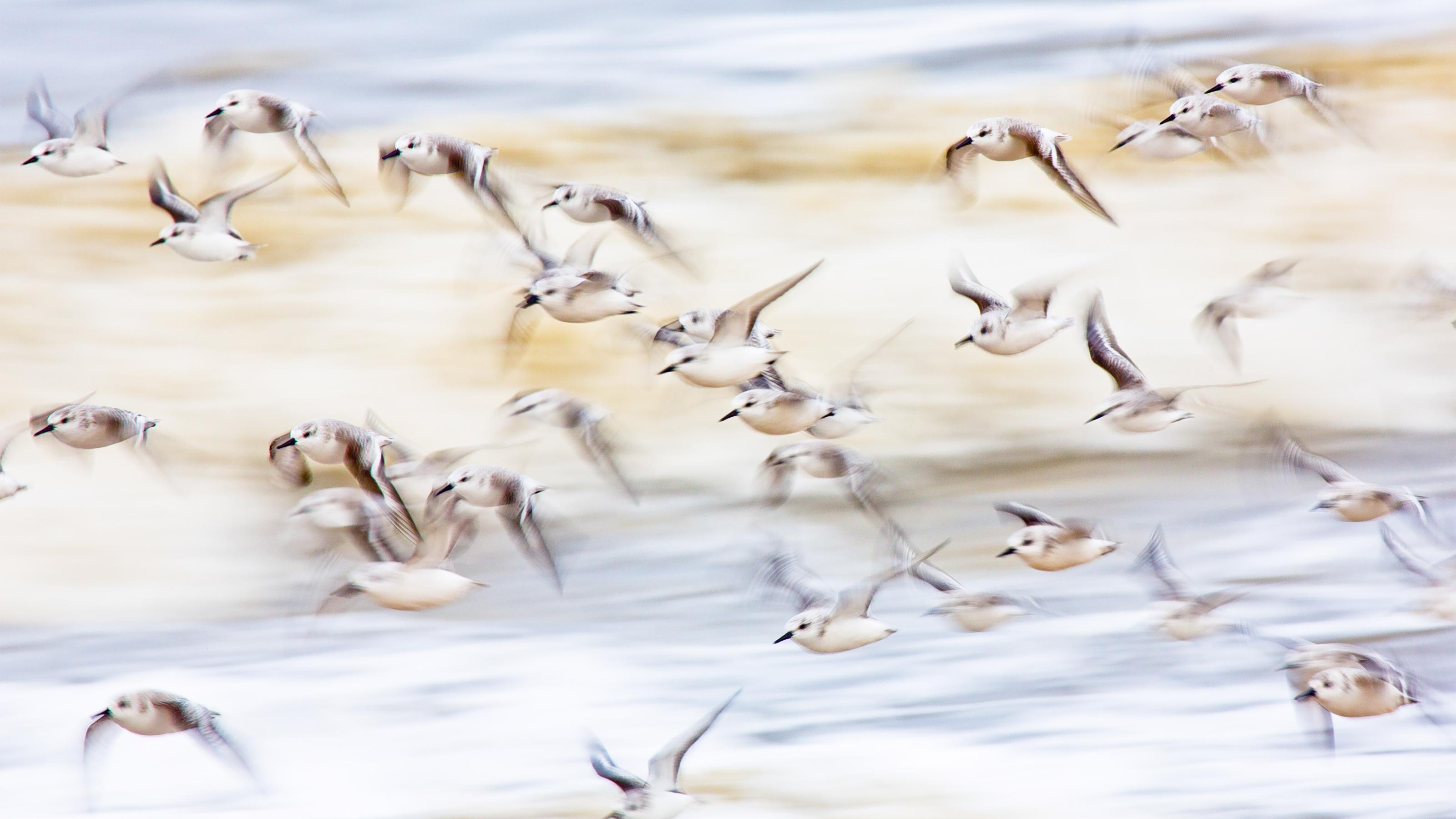 Ein Schwarm Sanderlinge fliegt über eine Wattfläche im Nationalpark Niedersächsisches Wattenmeer.