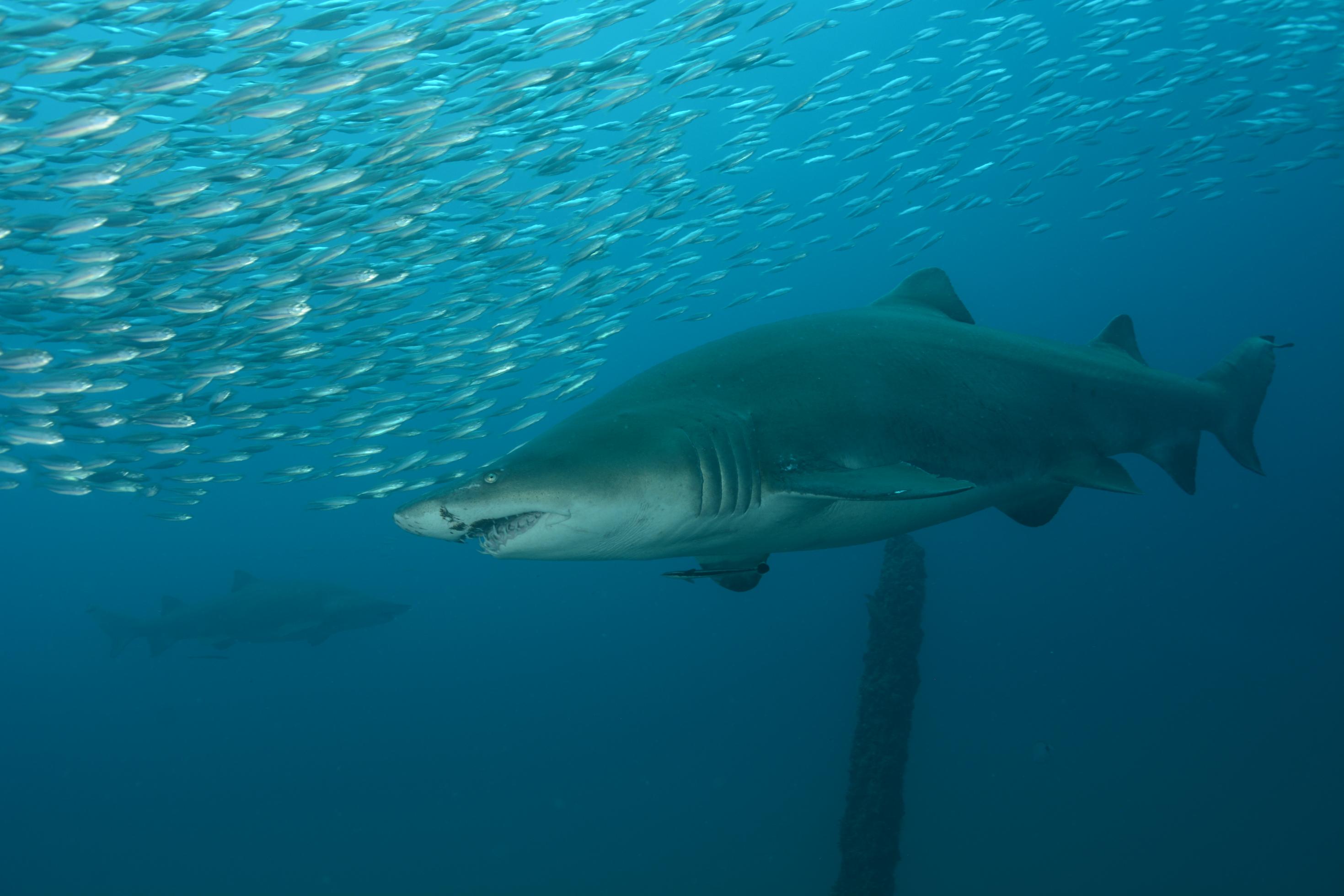 Ein Sandtigerhai im Vordergrund und einer im Hintergrund in trübem Wasser. Diese Haie sind auffällig füllig.