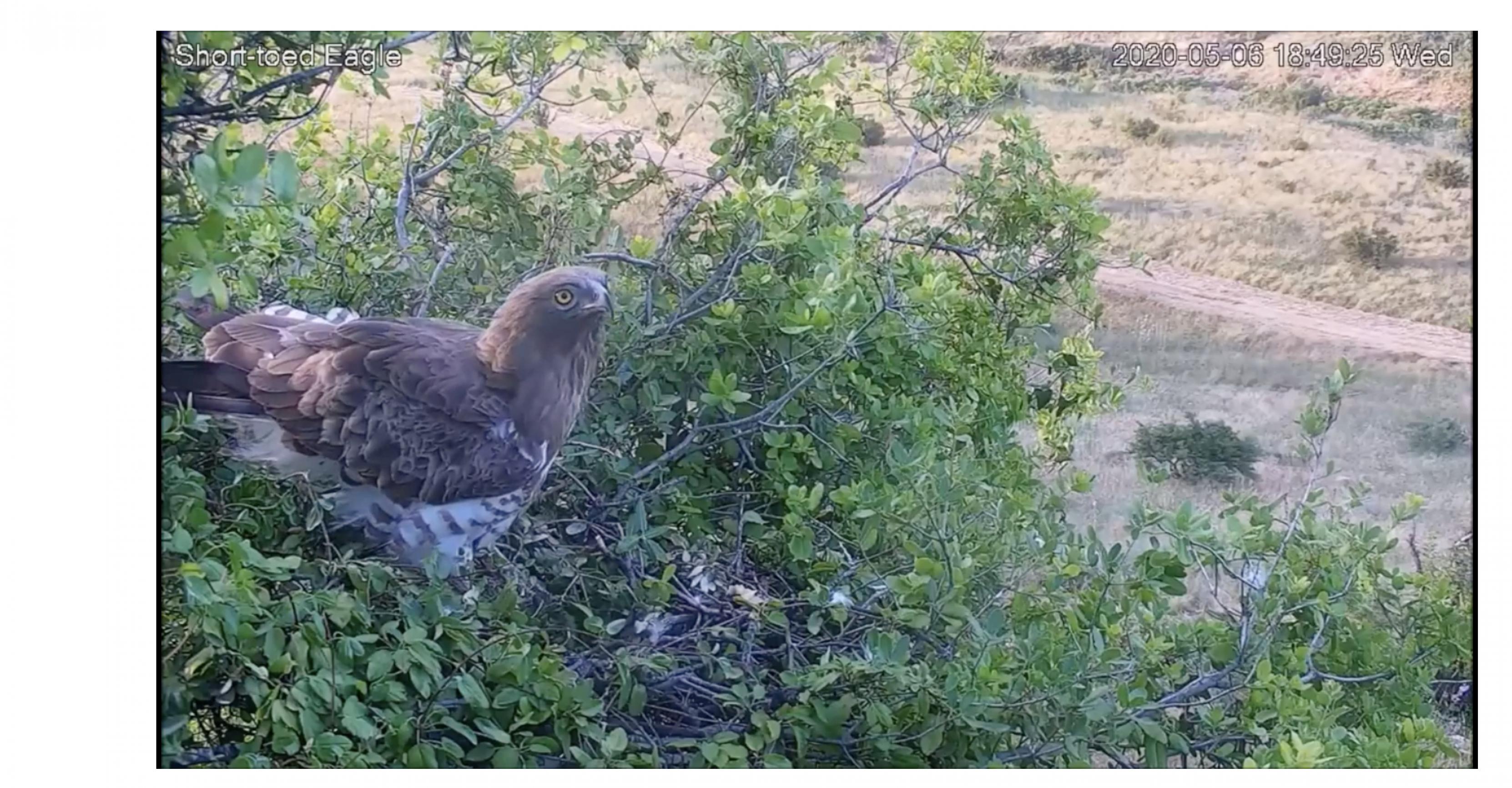 Zwei Schlangenadler am Nest