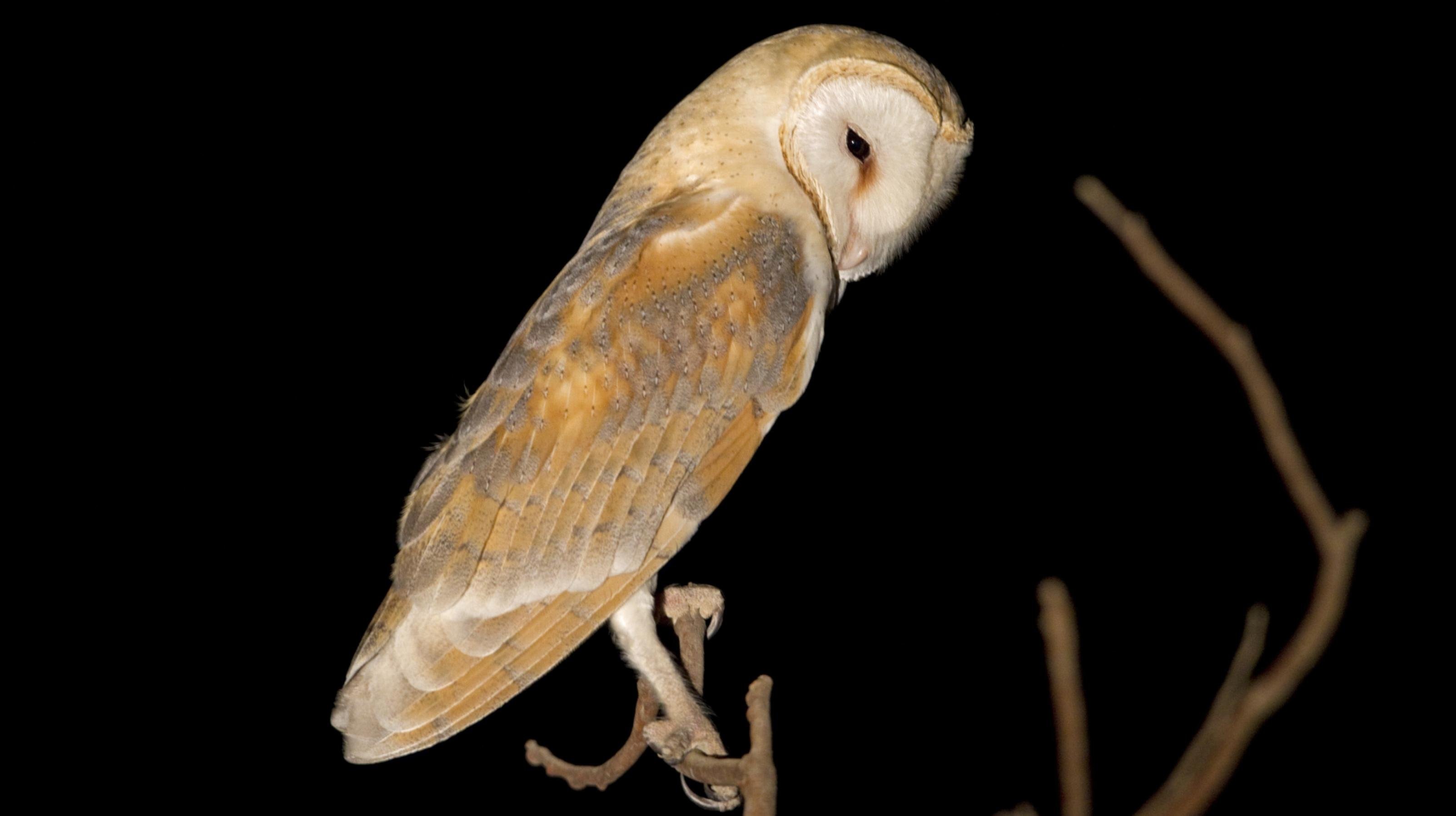 Eine Schleiereule in tiefschwarzer Nacht.