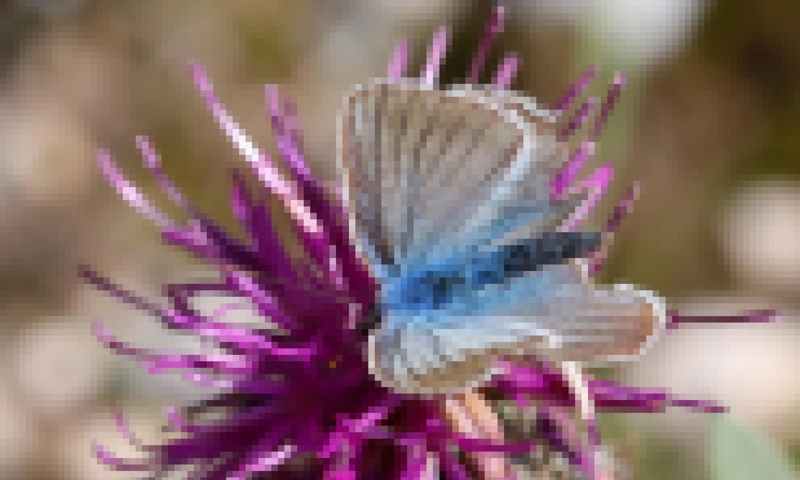 Ein bläulich schimmernder Faler auf einer Blüte