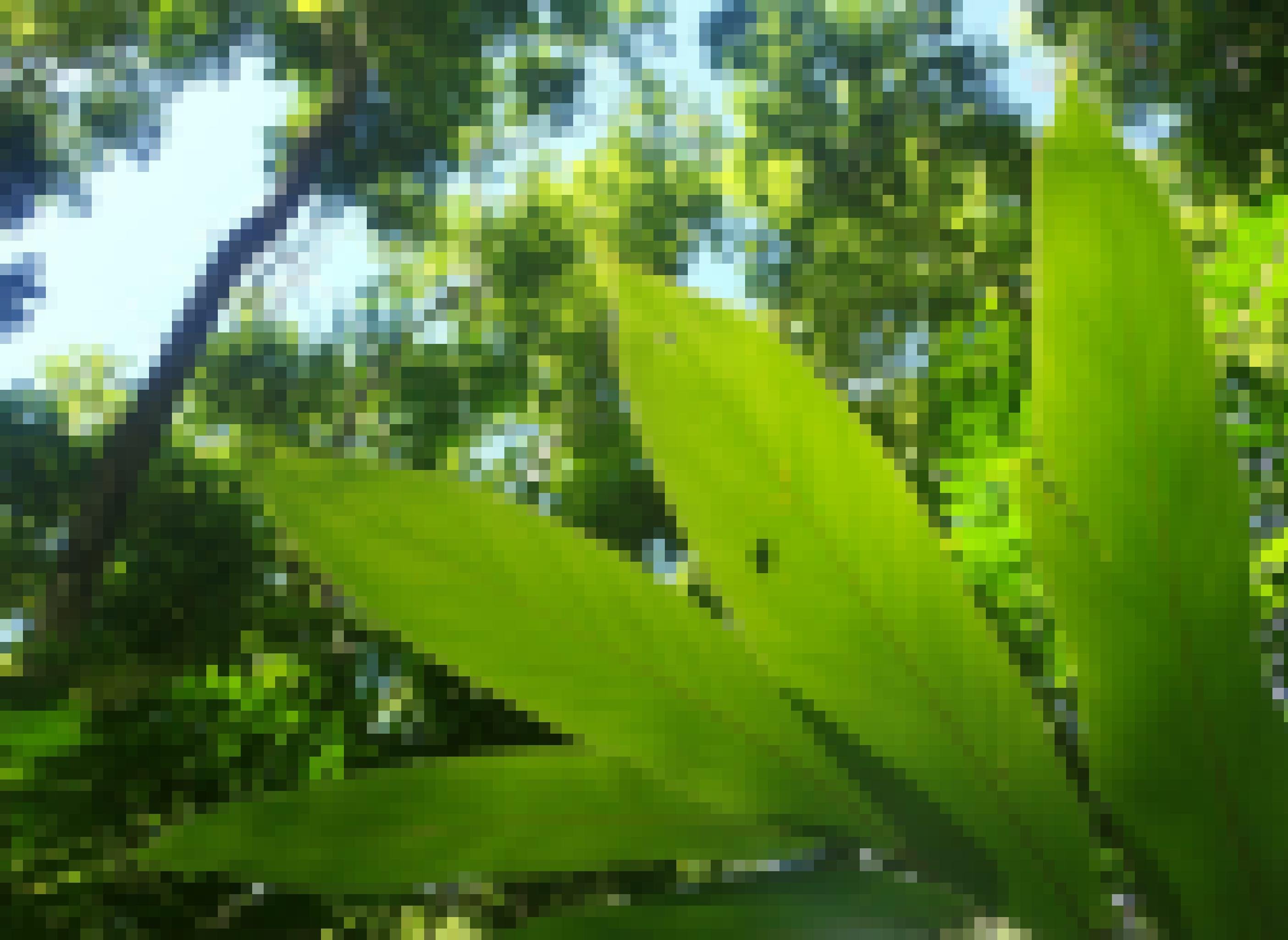 Ein Palmblatt im starken Sonnenschein. Der Schatten einer dort sitzenden Partula-Schnecke ist zu sehen. Anders als die Rosige Wolfsschnecke, hält Partula hyalina auch hohe Temperaturen aus.