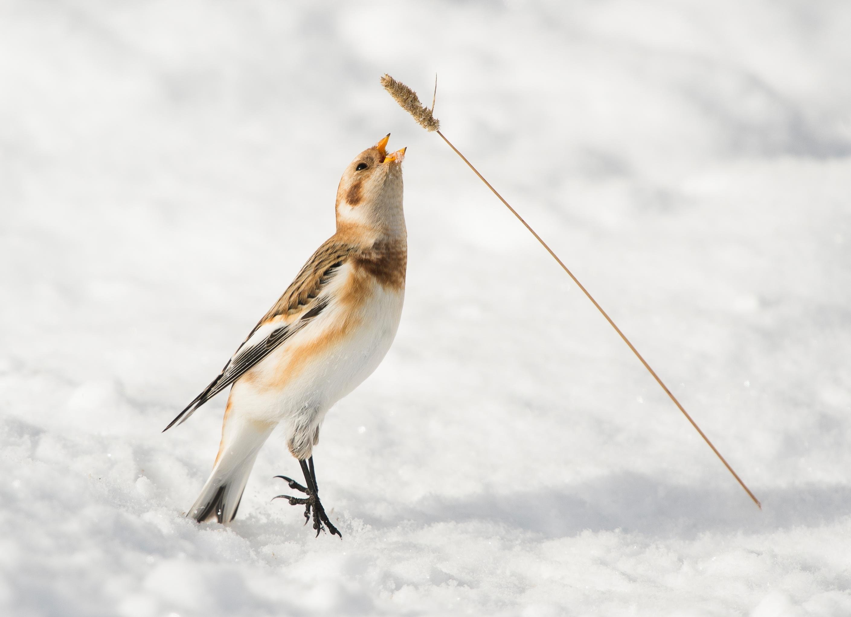 Eine Schneeammer streckt sich nach einem Graßhalm der aus dem Schnee ragt.