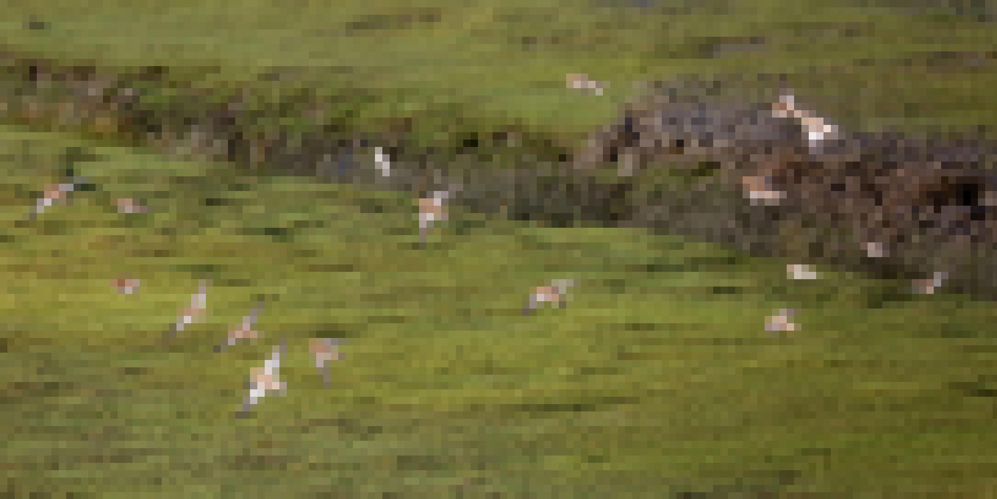 eine Gruppe von Vögeln fliegt über ein grasbewachsenes Feld [AI]