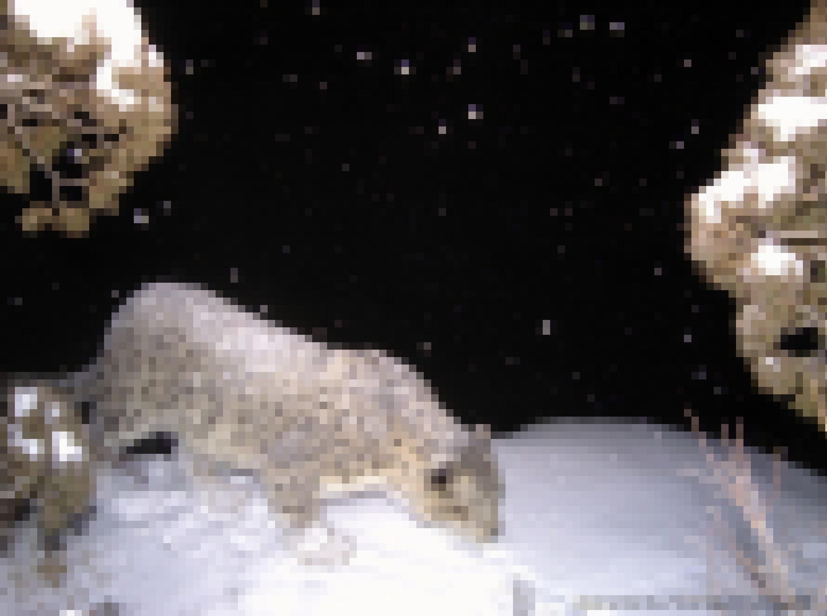 Ein Schneeleopard bei Nacht.