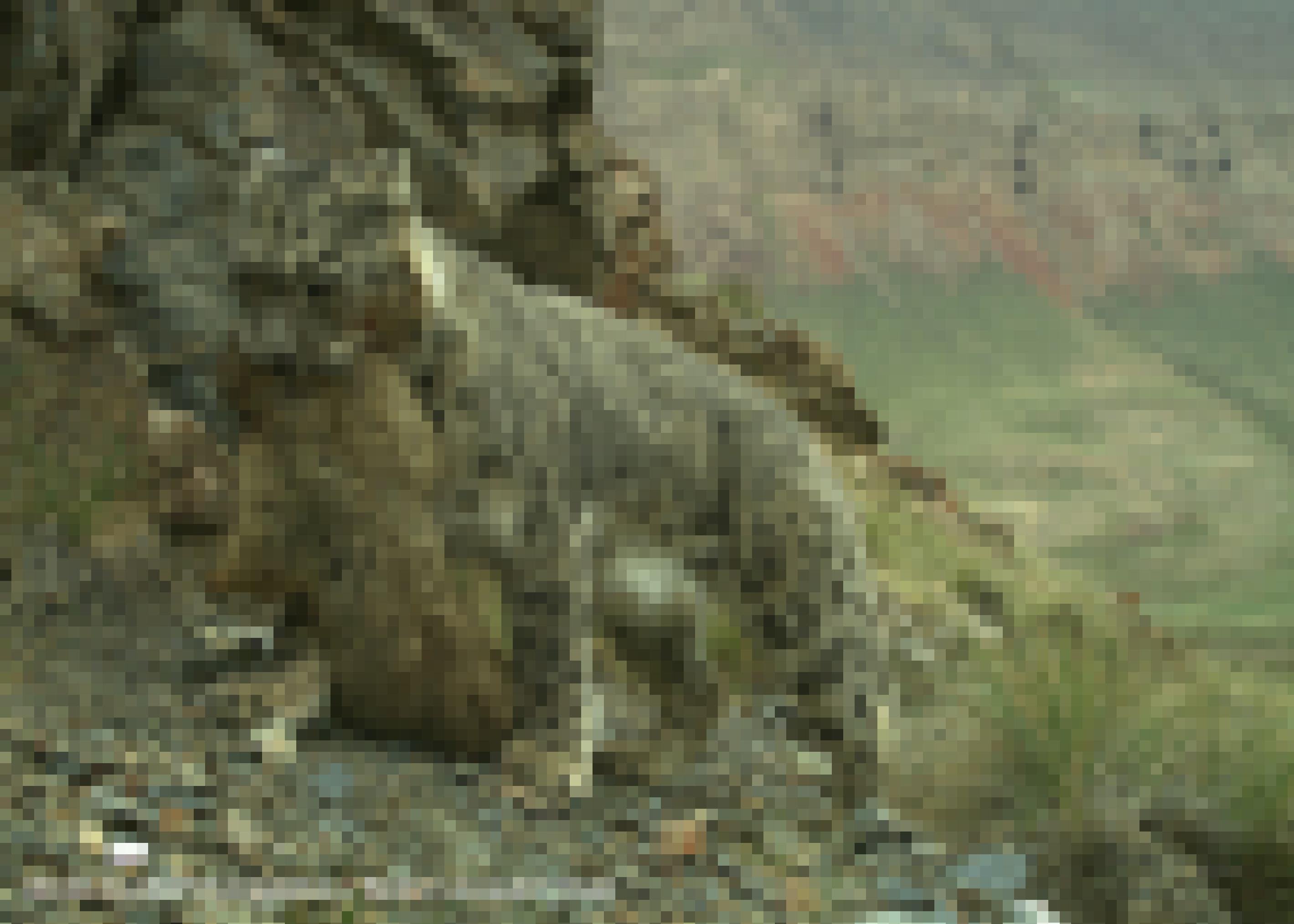 Ein Schneeleopard trägt ein totes Murmeltier im Maul.