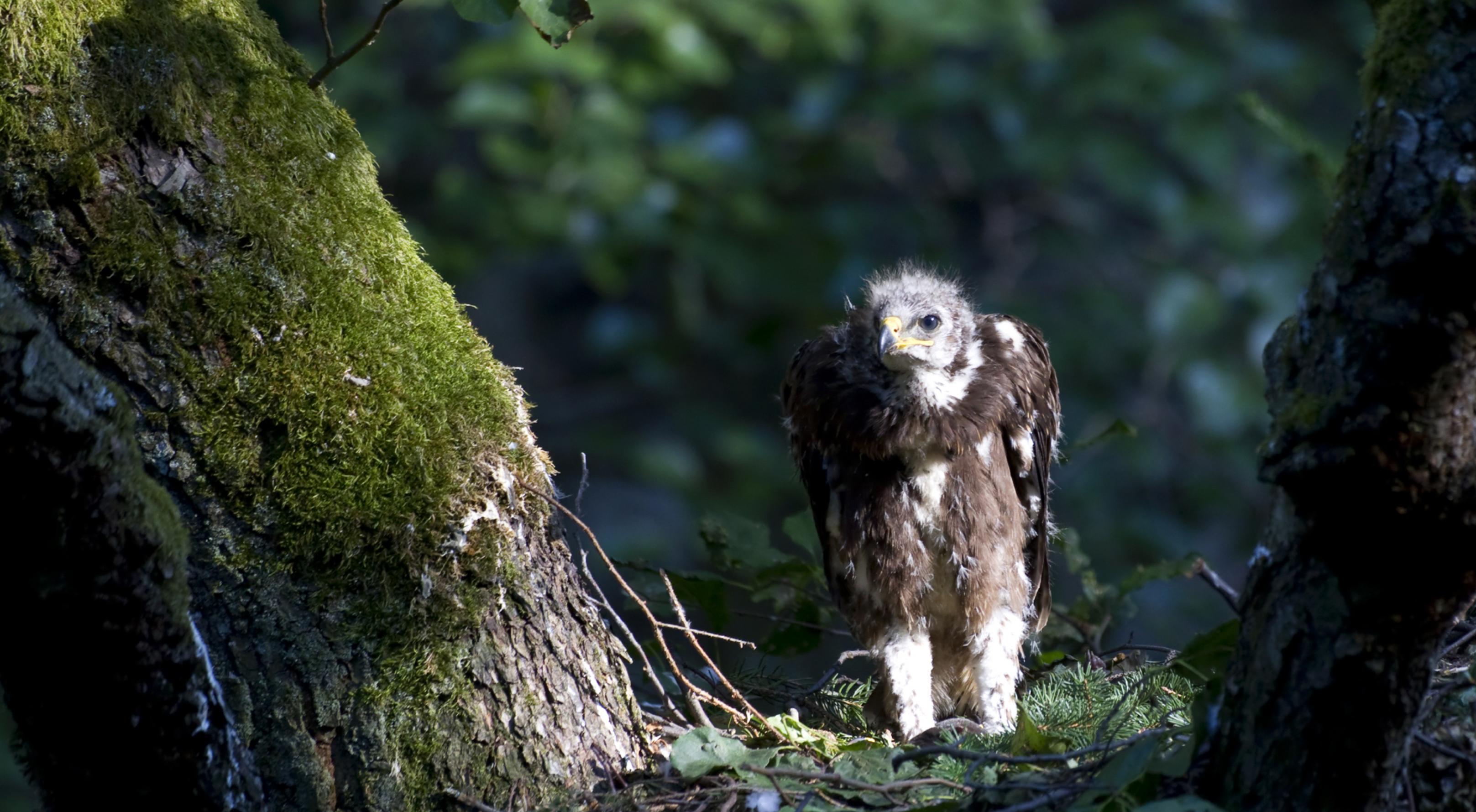 Ein junger Schreiadler blickt aus dem Nest