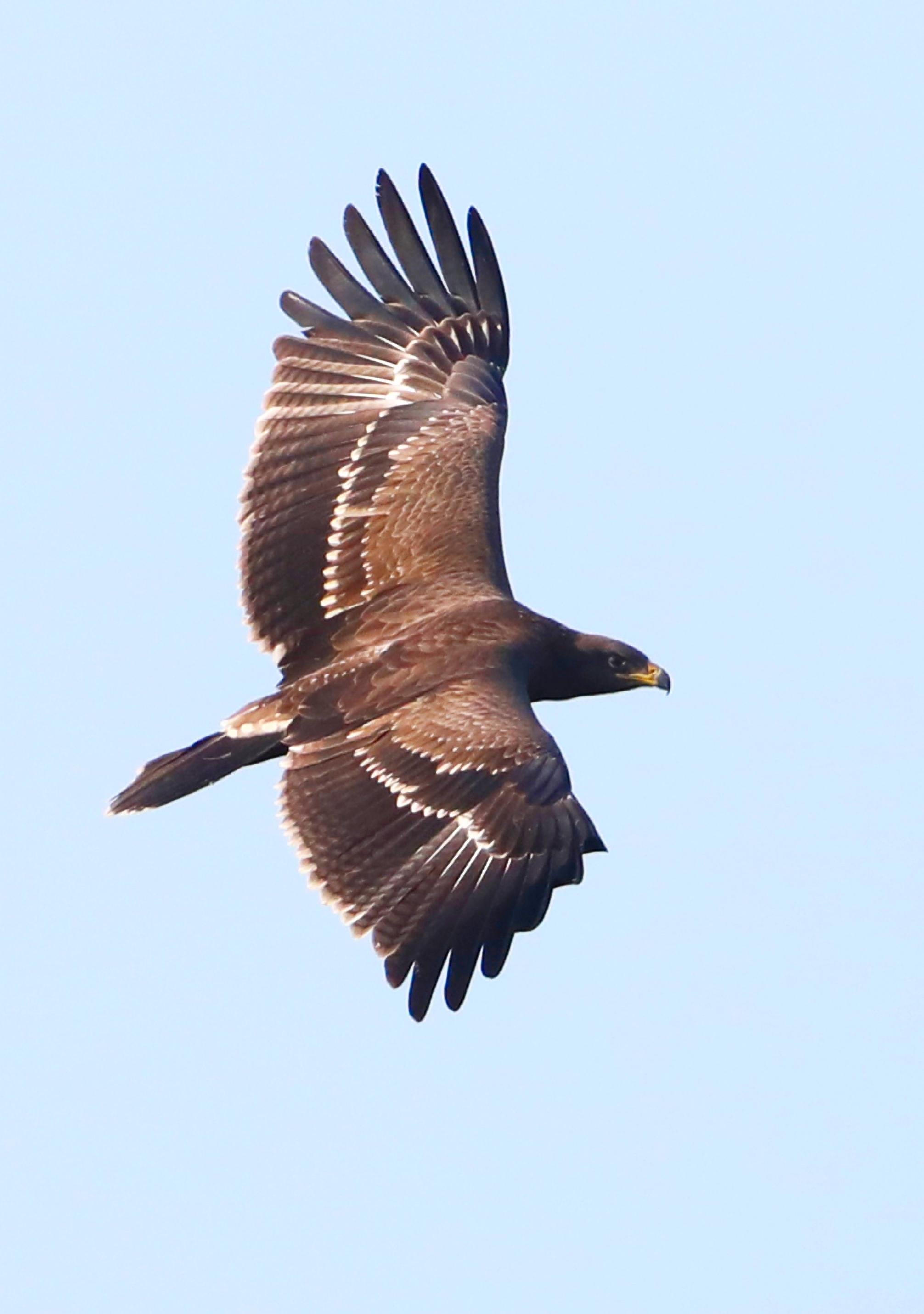Ein junger Schreiadler im Flug