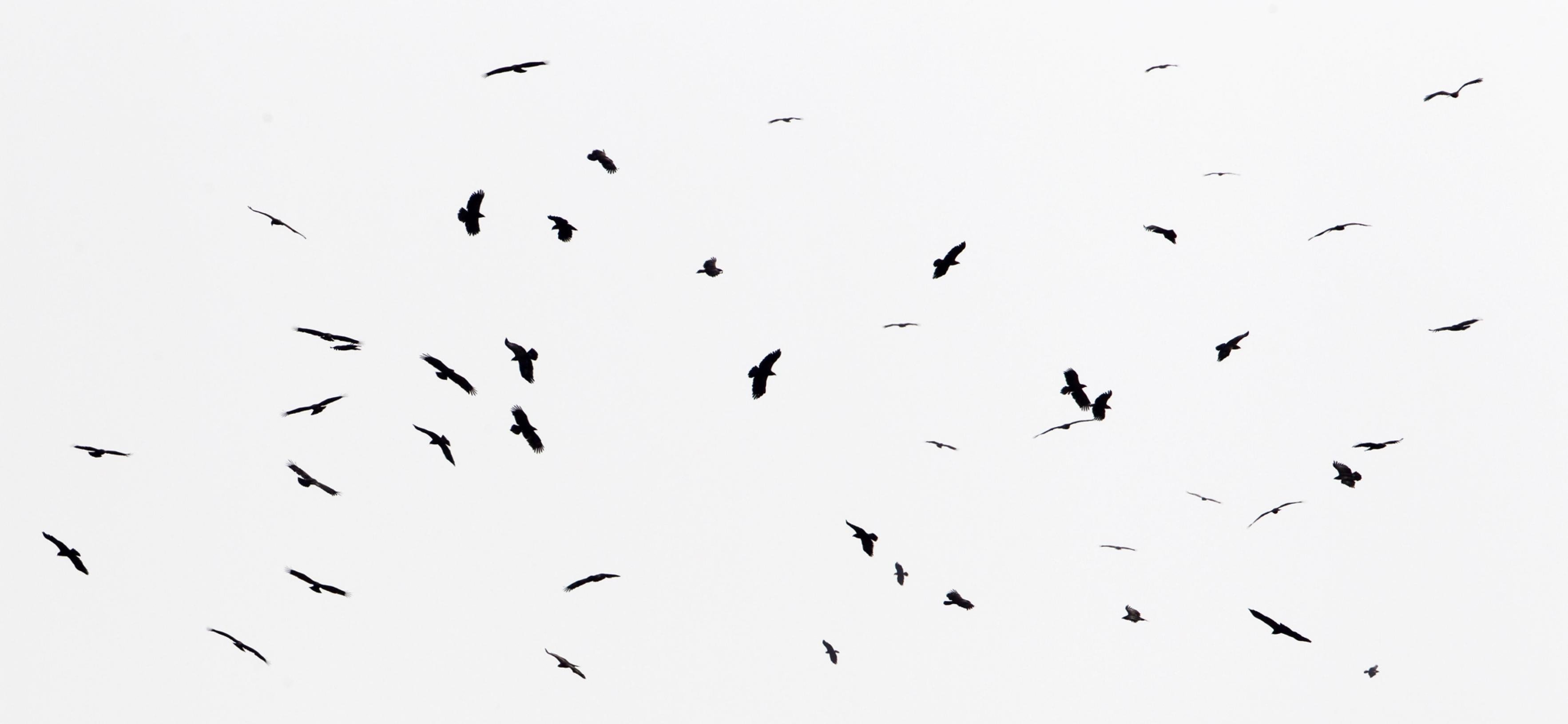 eine Gruppe von Vögeln, die am Himmel fliegen [AI]