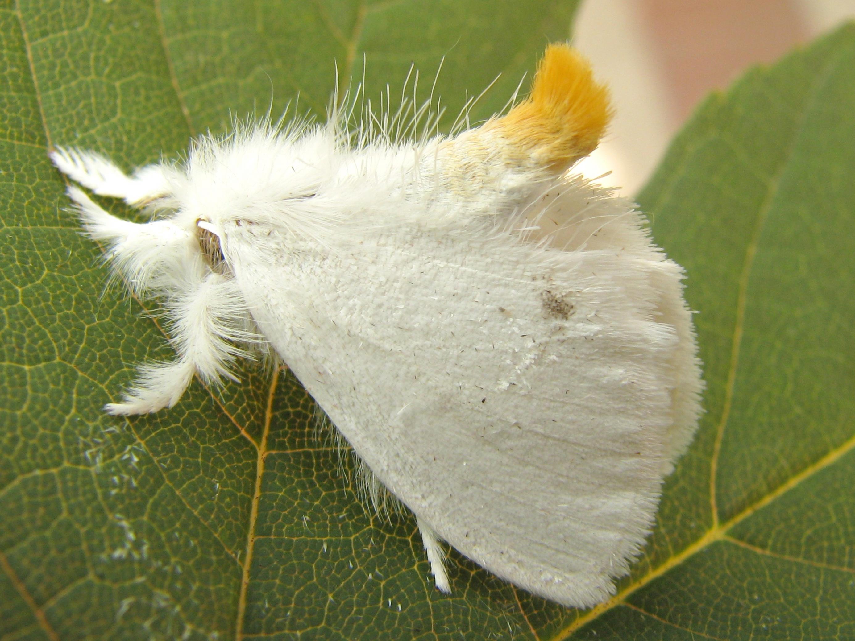 Ein Schwan, euproctis similis, (Schmetterling) sitzt auf einem Blatt. Er ist schneeweiß und es stehen viele Haare von ihm ab.