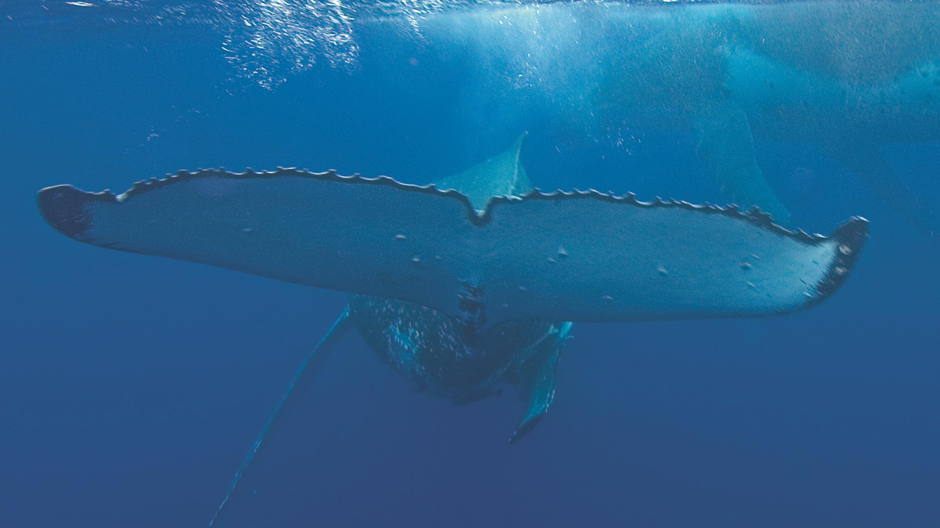 Schwanzflosse eines Buckelwals, unter Wasser fotografiert