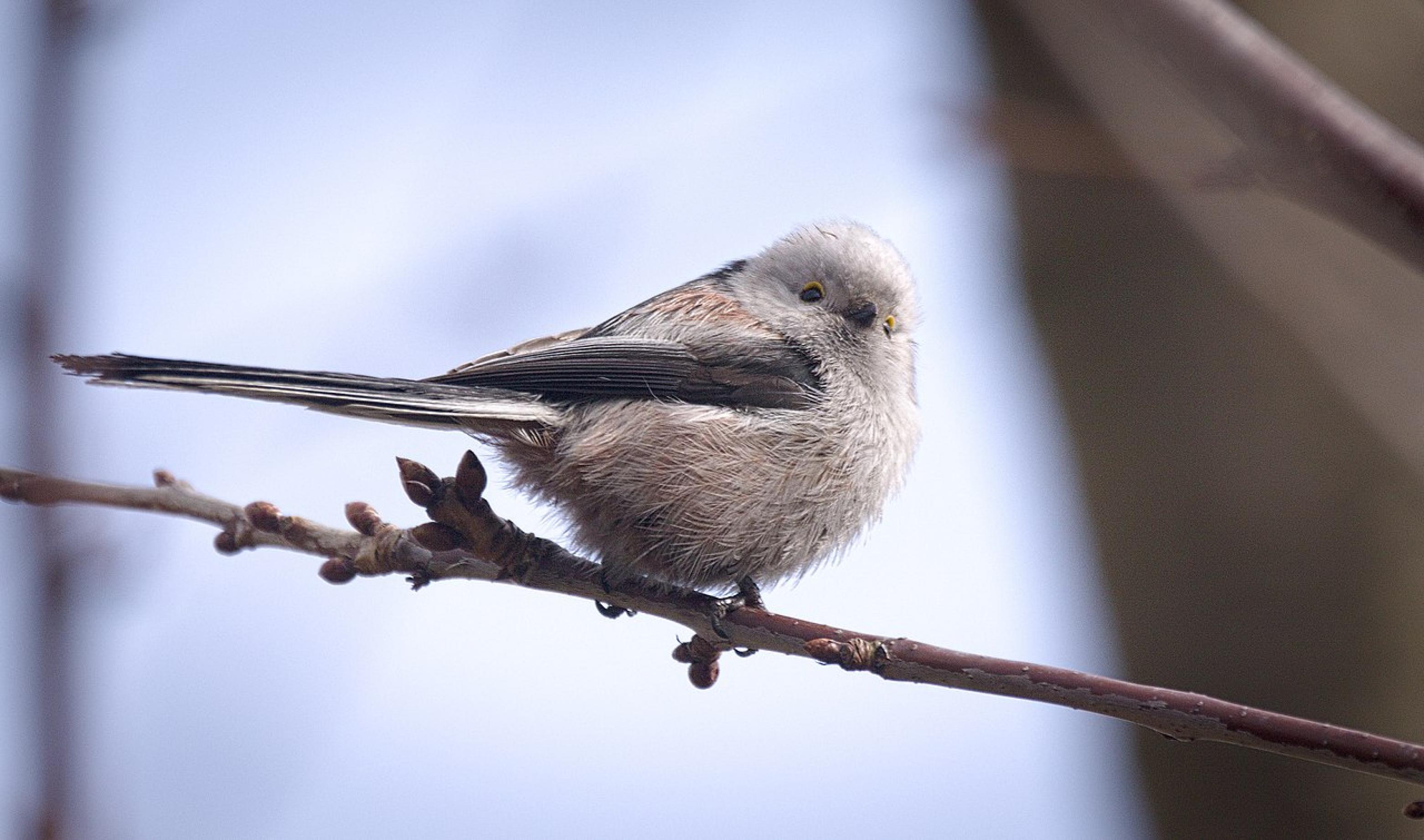 Die ost- und nordeuropäische Unterart der Schwanzmeise, Aegithalos caudatus caudatus, hat im Unterschied zu unserer heimischen Art einen reinweißen Kopf. Man kann sie im Winter auch in Deutschland beobachten.