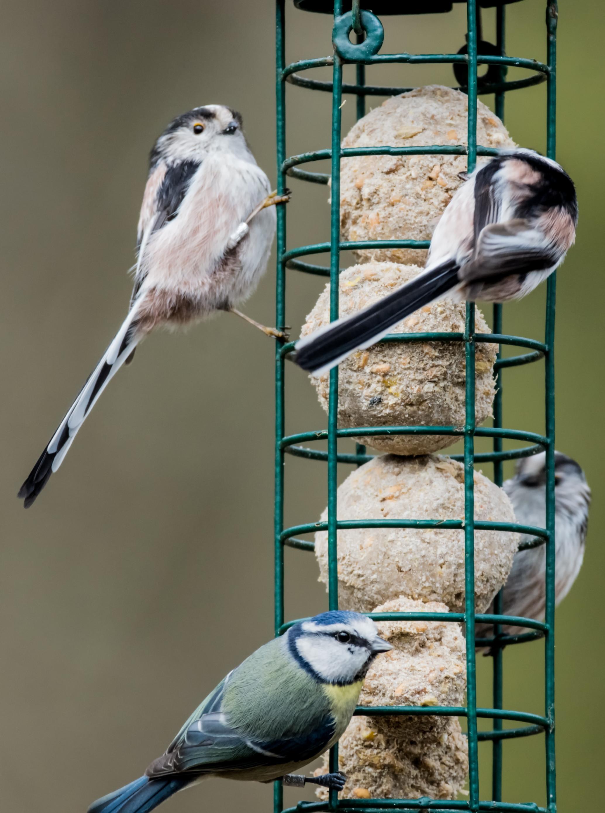 Ein Vogelfutterspender, in dem mehrere Fett-und Körnerknödel übereinander gestapelt sind. Daran picken gerade mehrere Schwanzmeisen und eine Blaumeise.