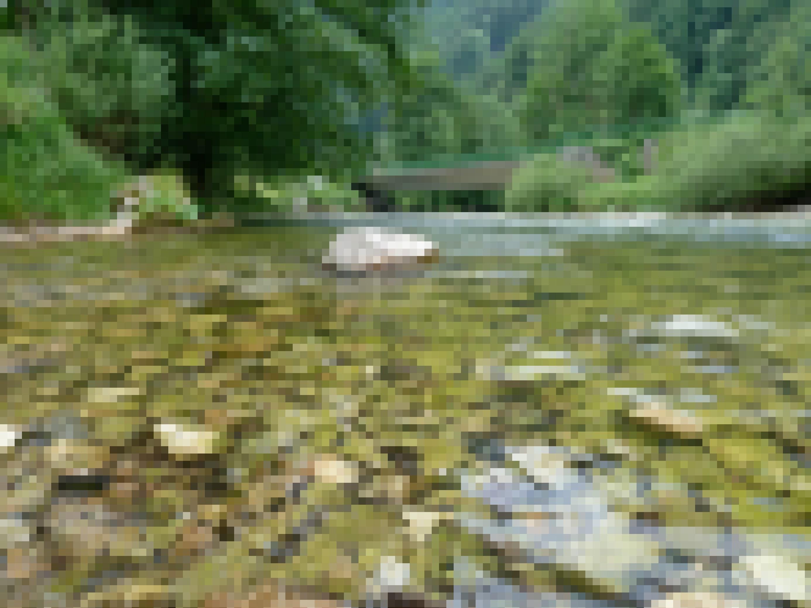 Fluss mit Kiesbett, Uferpflanzen, Brücke im Hintergrund