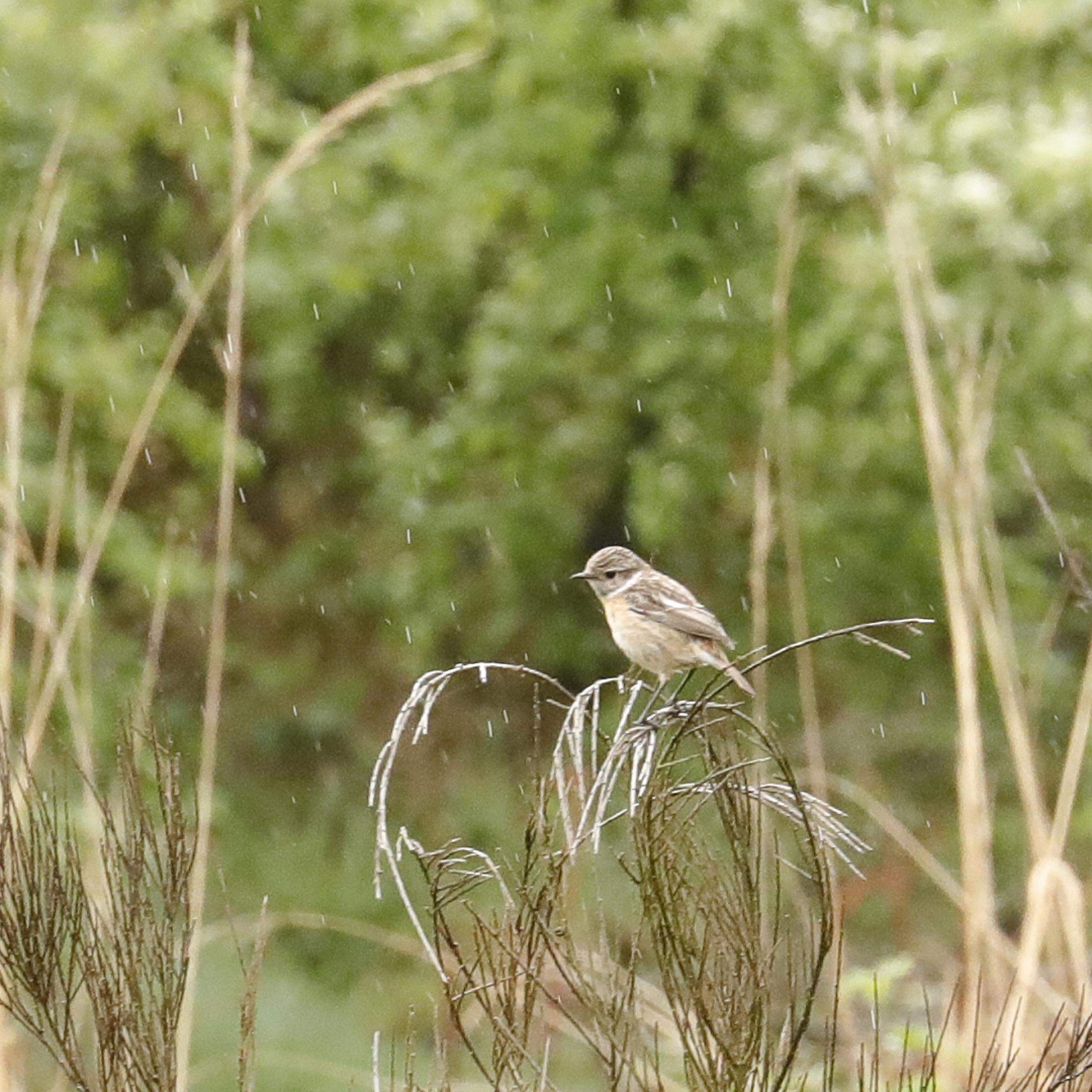 Auf einem noch kahlen Busch sitzt ein Schwarzkehlchen-Weibchen; im Bild sind Regentropfen zu erkennen