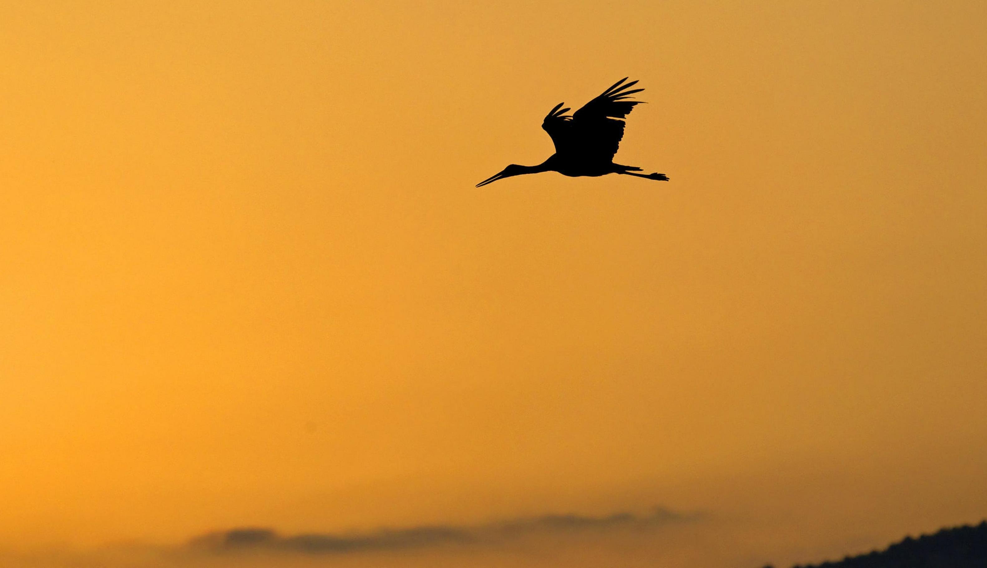 Ein Schwarzstorch fliegt in der Abenddämmerung