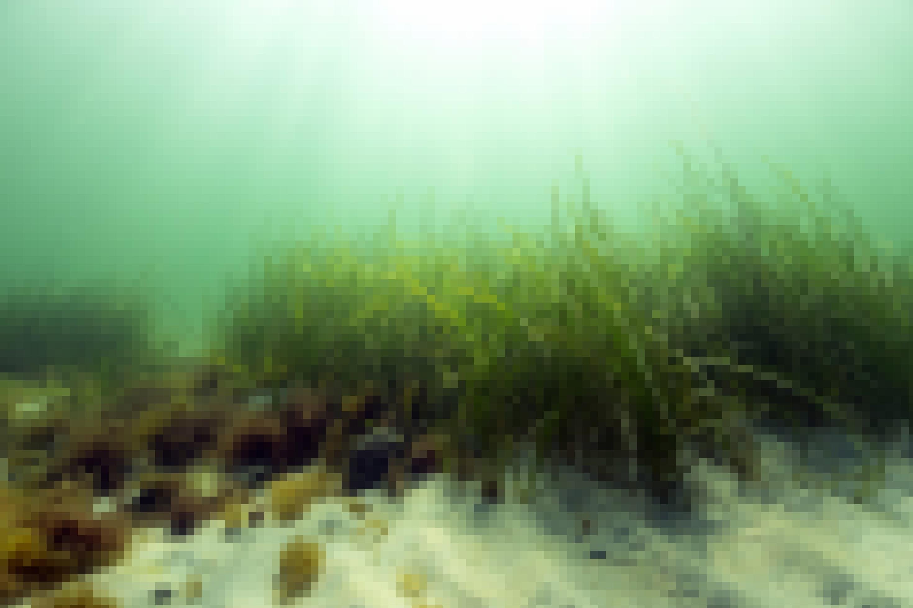 Man sieht eine Seeegraswiese unter Wasser. die auf einem Sandboden wächst