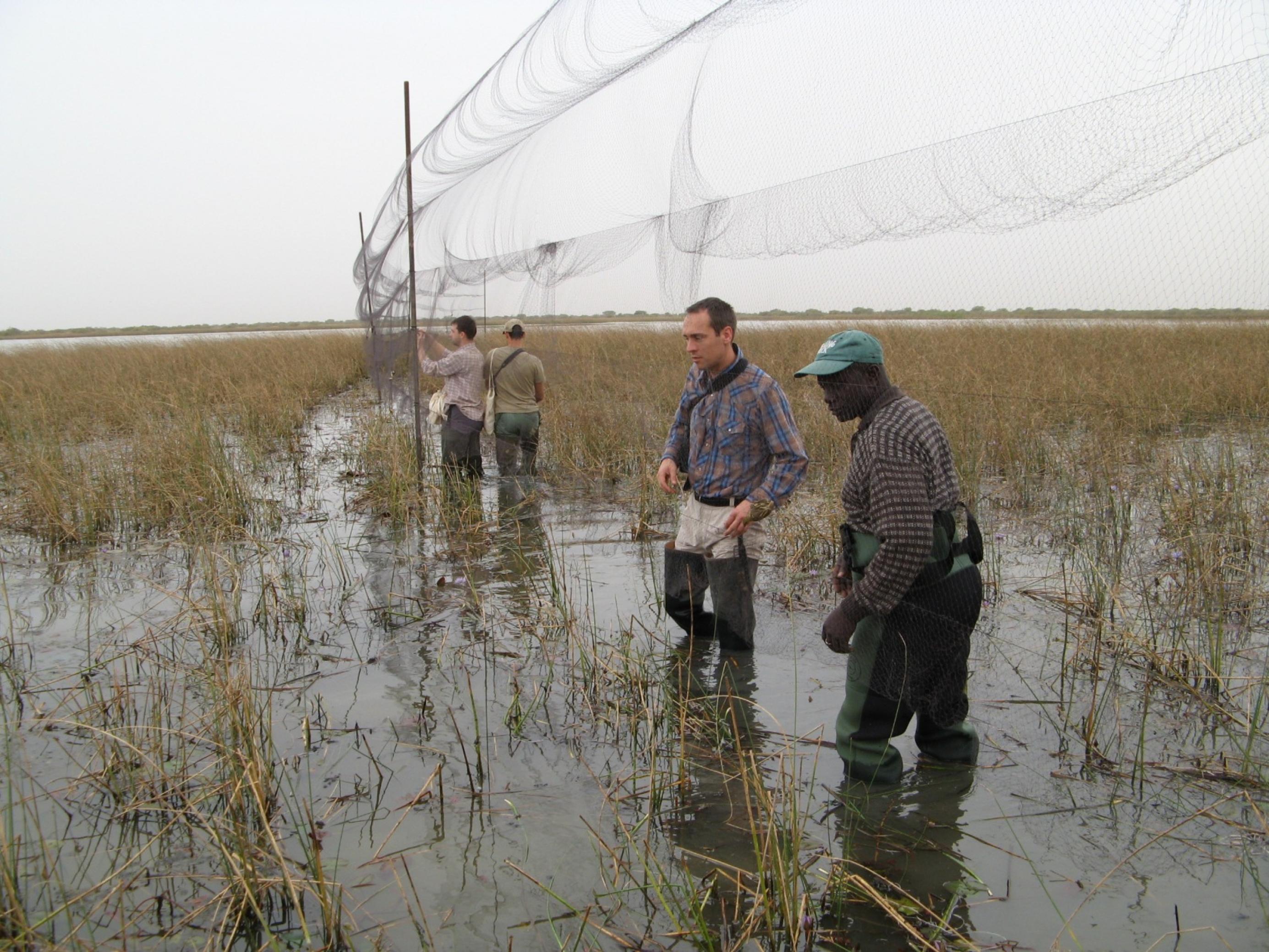 Ein wichtiger Schlüssel zum Schutz des Seggenrohrsängers liegt in seinen afrikanischen Überwinterungsgebieten. Das Bild zeigt Freiwillige bei Forschungsarbeiten.