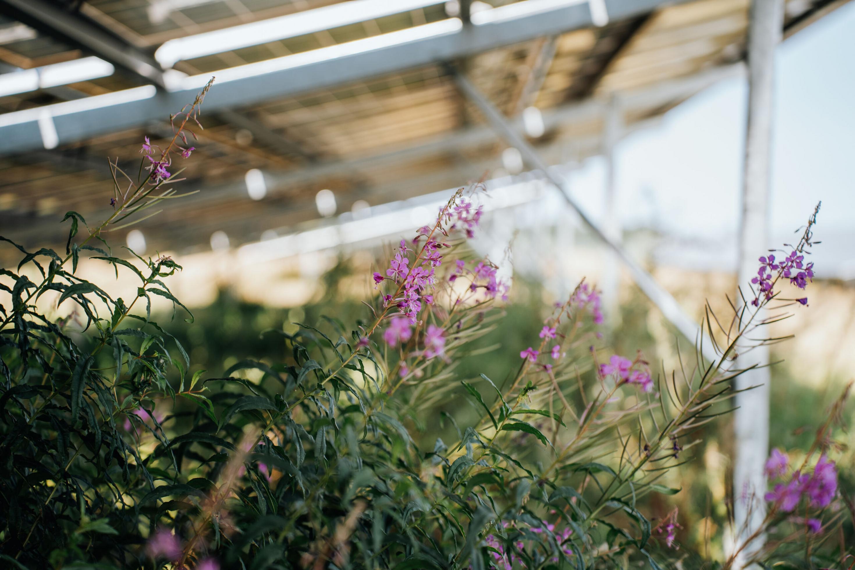 Rosa blühende Weidenröschen unter einer Modulreihe in einem Solarpark
