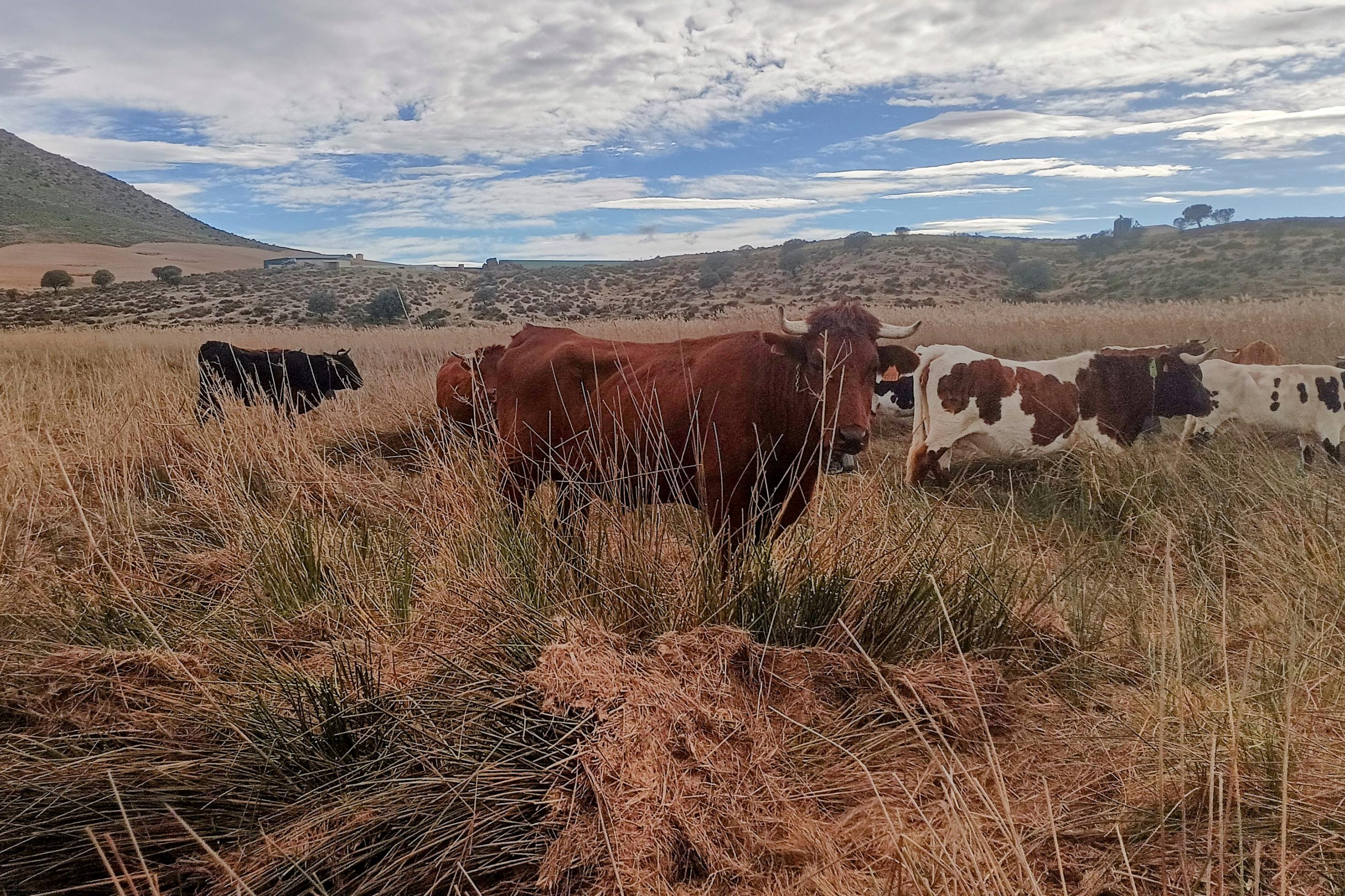 Eine Kuh steht auf einer Brache in Südspanien auf der hüfthoch das Gestrüpp steht. Im Gezweig hängen trockene Pflanzenreste