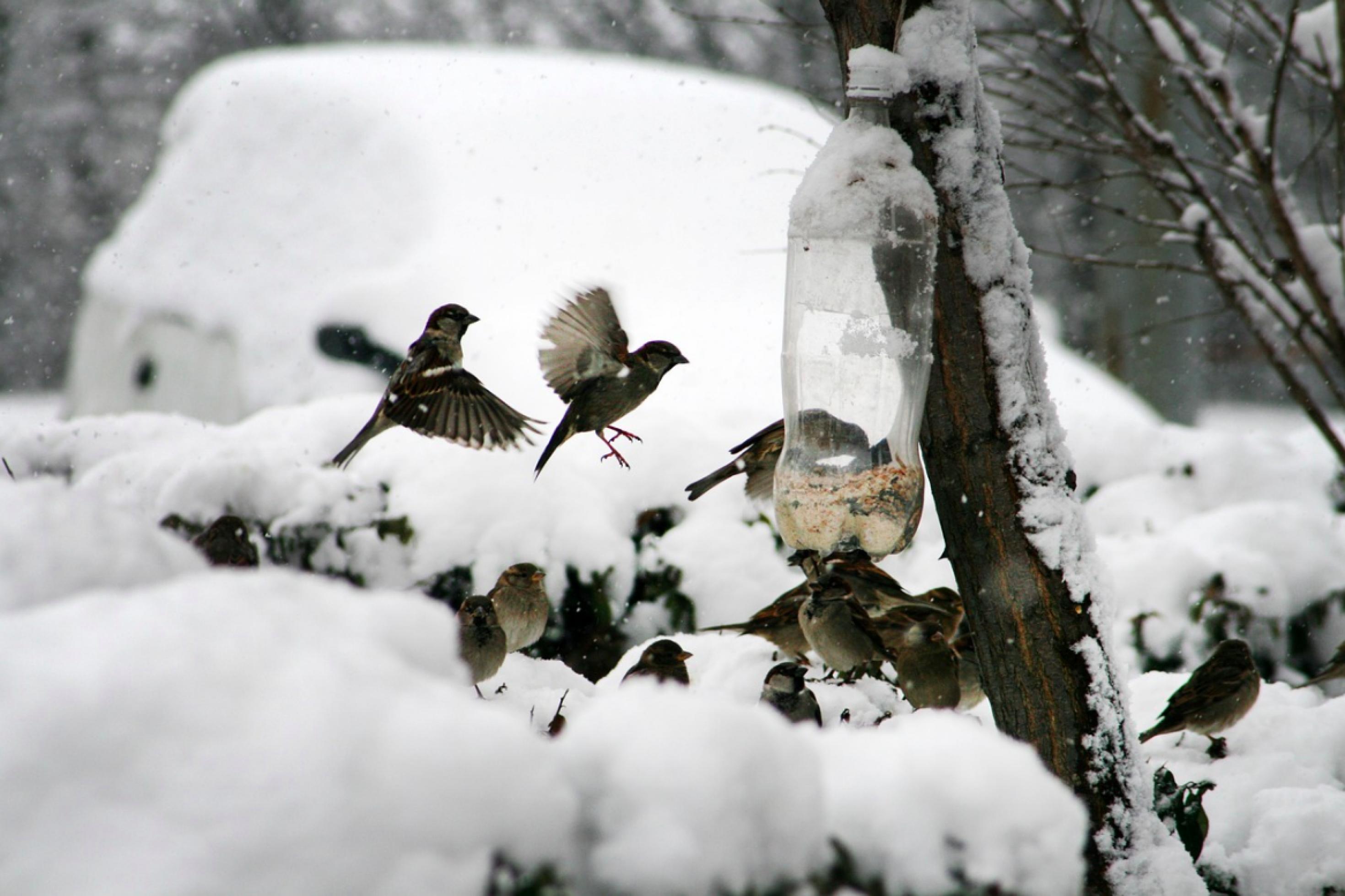 Ein Schwarm Haussperlinge versammelt sich in einem schneebedeckten Garten rund um eine zum Körnerfutterspender umfunktionierte Plastikflasche