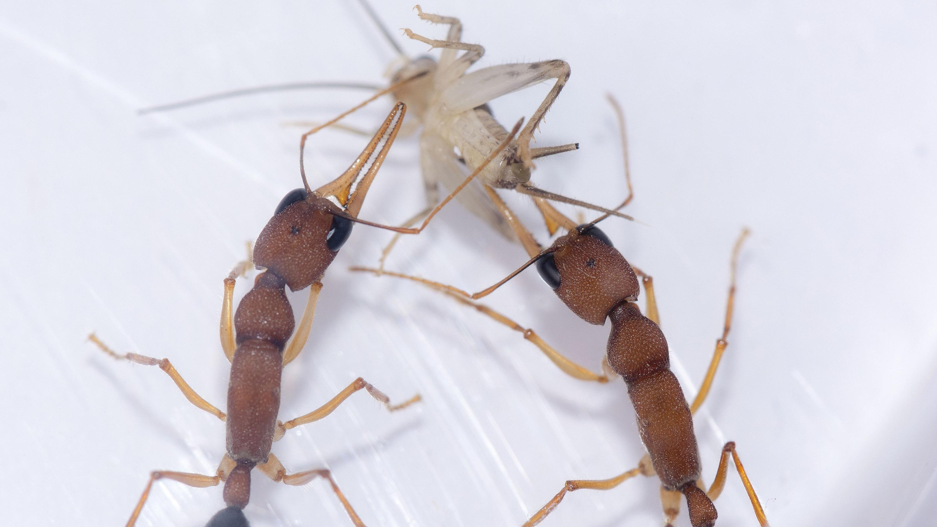 Zwei große, dunkle Ameisen zerren gemeinsam an einer kleinen, fast durchsichtigen Grille.