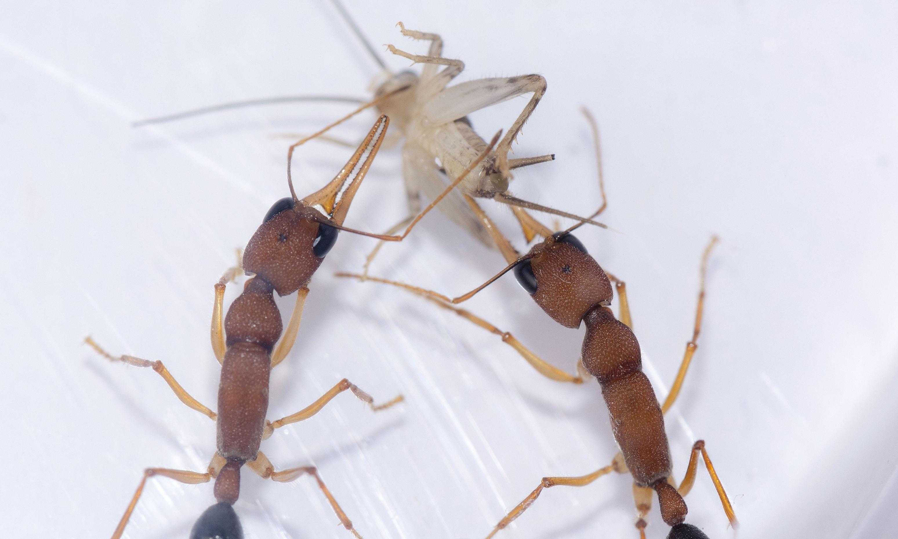 Zwei große, dunkle Ameisen zerren gemeinsam an einer kleinen, fast durchsichtigen Grille.