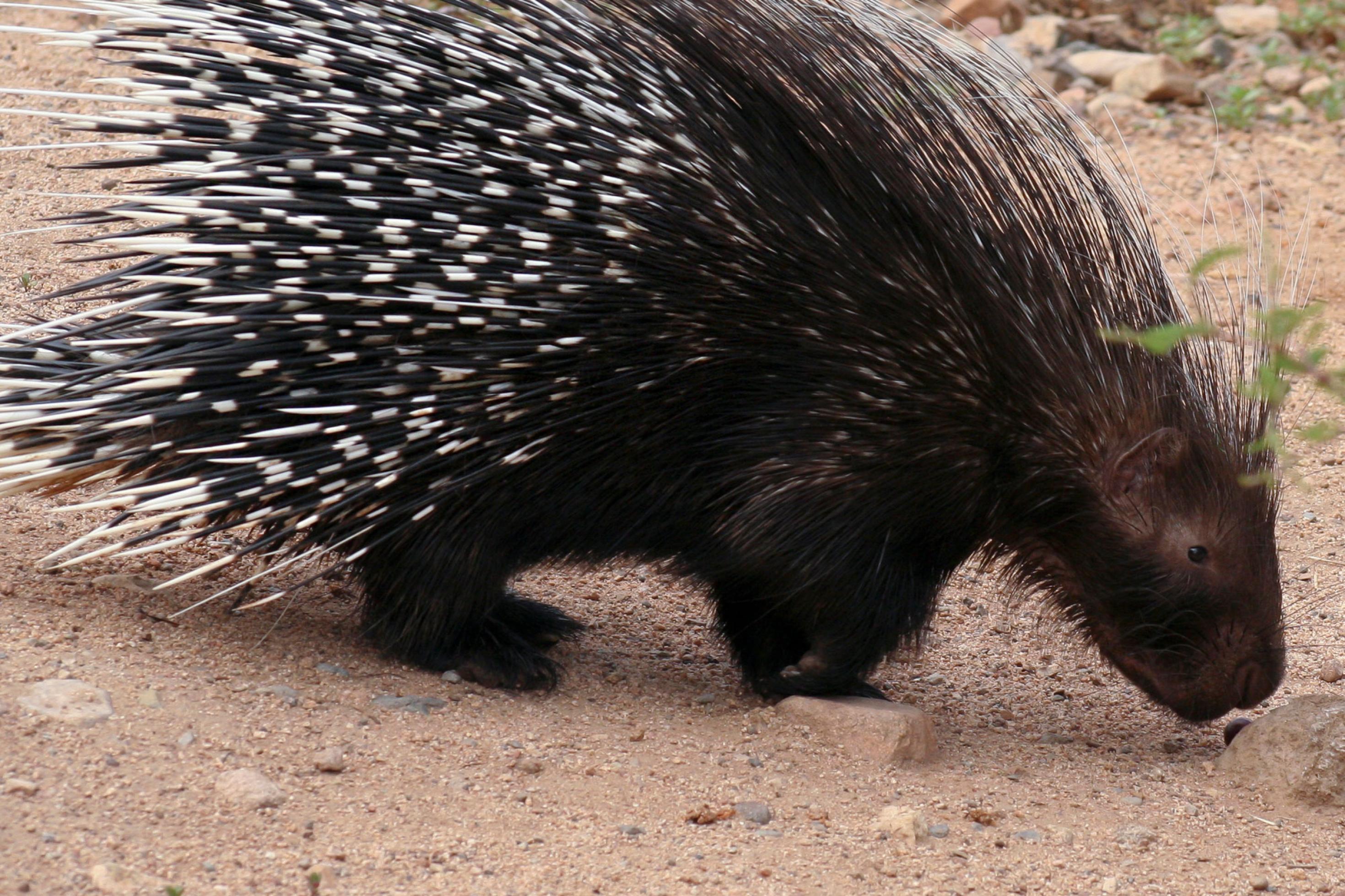 Ein Stachelschwein schnüffelt am Boden und läuft von links nach rechts über das Bild.