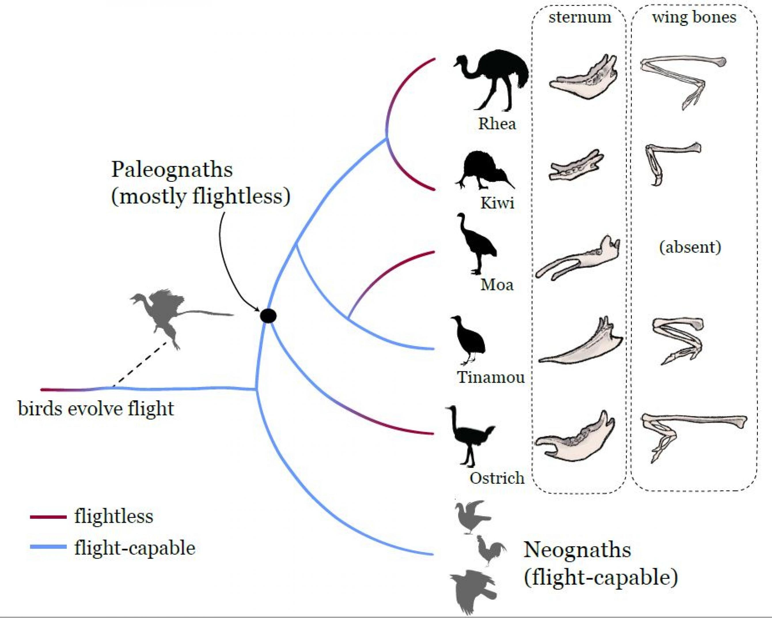 Stammbaum der Urkiefervögel (Paläognathen): Nandu und Kiwi sind recht eng verwandt. Sie teilen einen gemeinsamen Vorfahren mit Moas und Steißhühnern. Alle vier haben einen gemeinsamen Vorfahren mit dem Strauß.