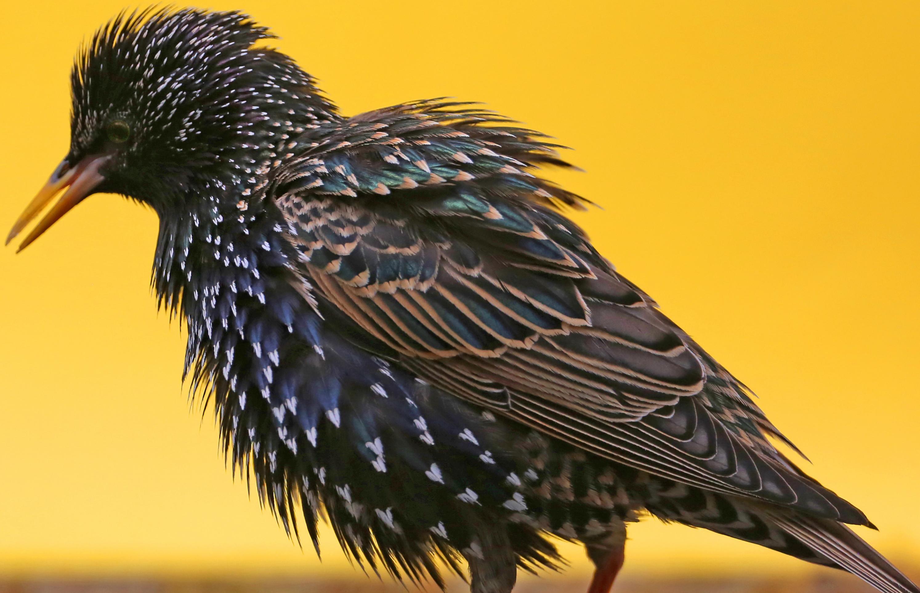 In der aktuellen Roten Liste der Brutvogelarten Deutschlands wird die Art wegen des rapiden Tempos ihrer Bestandsabnahme erstmals als gefährdet eingestuft.