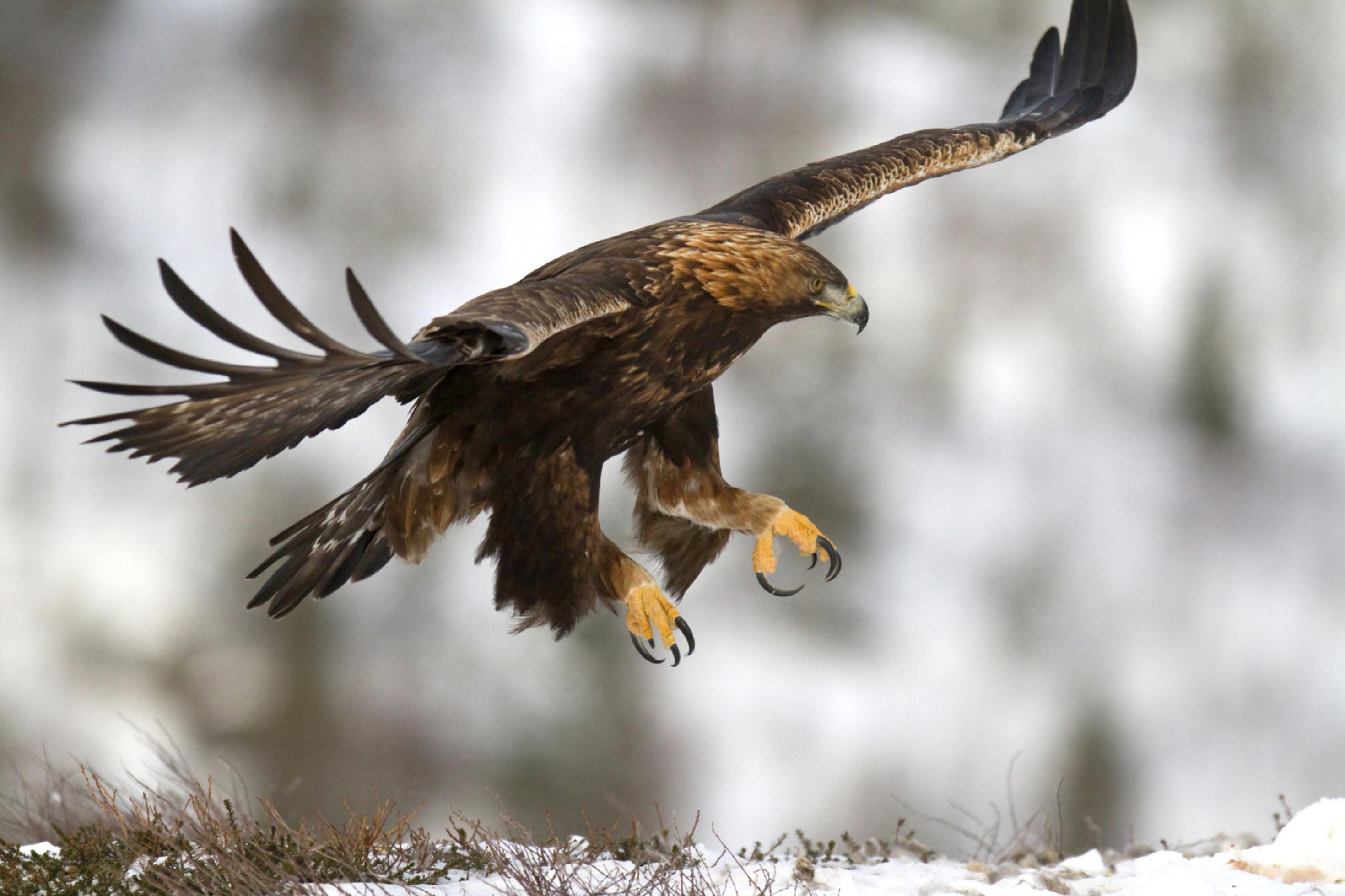 Ein Steinadler landet mit ausgebreiteten Flügeln und vorgestreckten Krallen auf einer Schneefläche im Gebirge