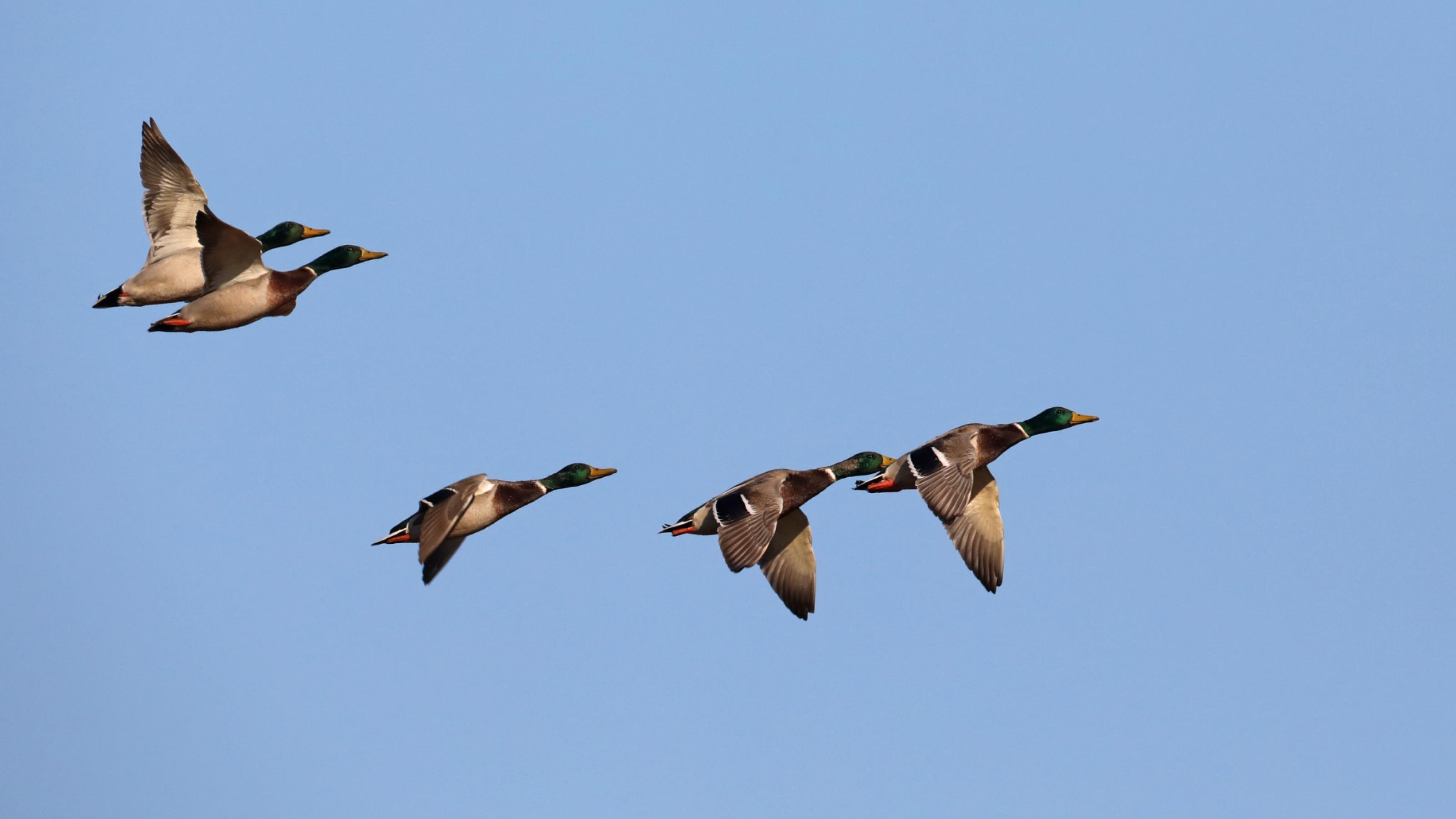 Das Bild zeigt drei Stockenten im Flug. Stockenten sind ein beliebtes Ziel von Jägern.