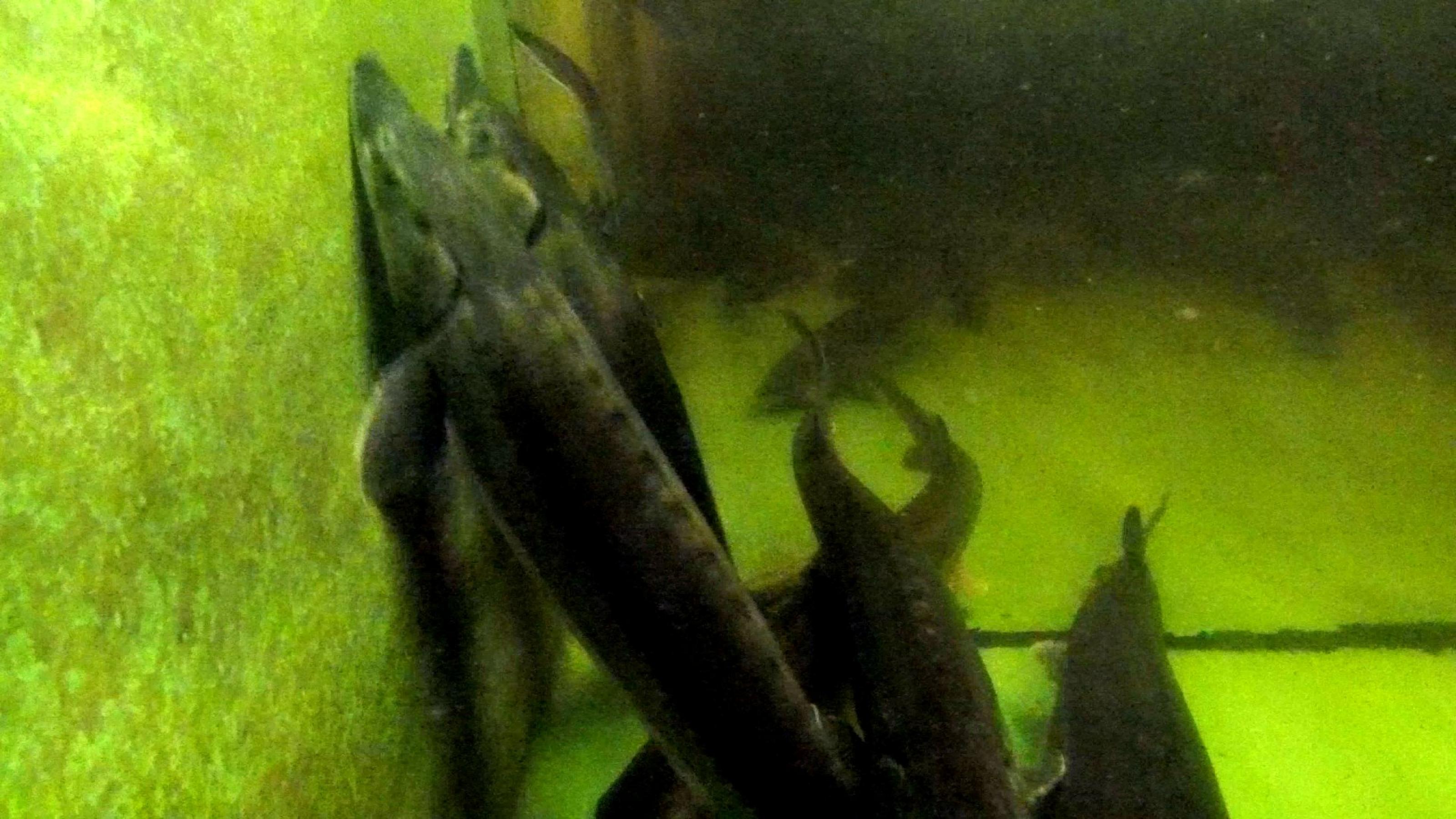 In Vordergrund schwimmen Fische mit spitzen Schnauzen und mit viereckigen Knochenplatten auf der Haut senkrecht an einer grünen Wand empor. Im Hintergrund weitere Fische. (Foto: Rainer B. Langen)