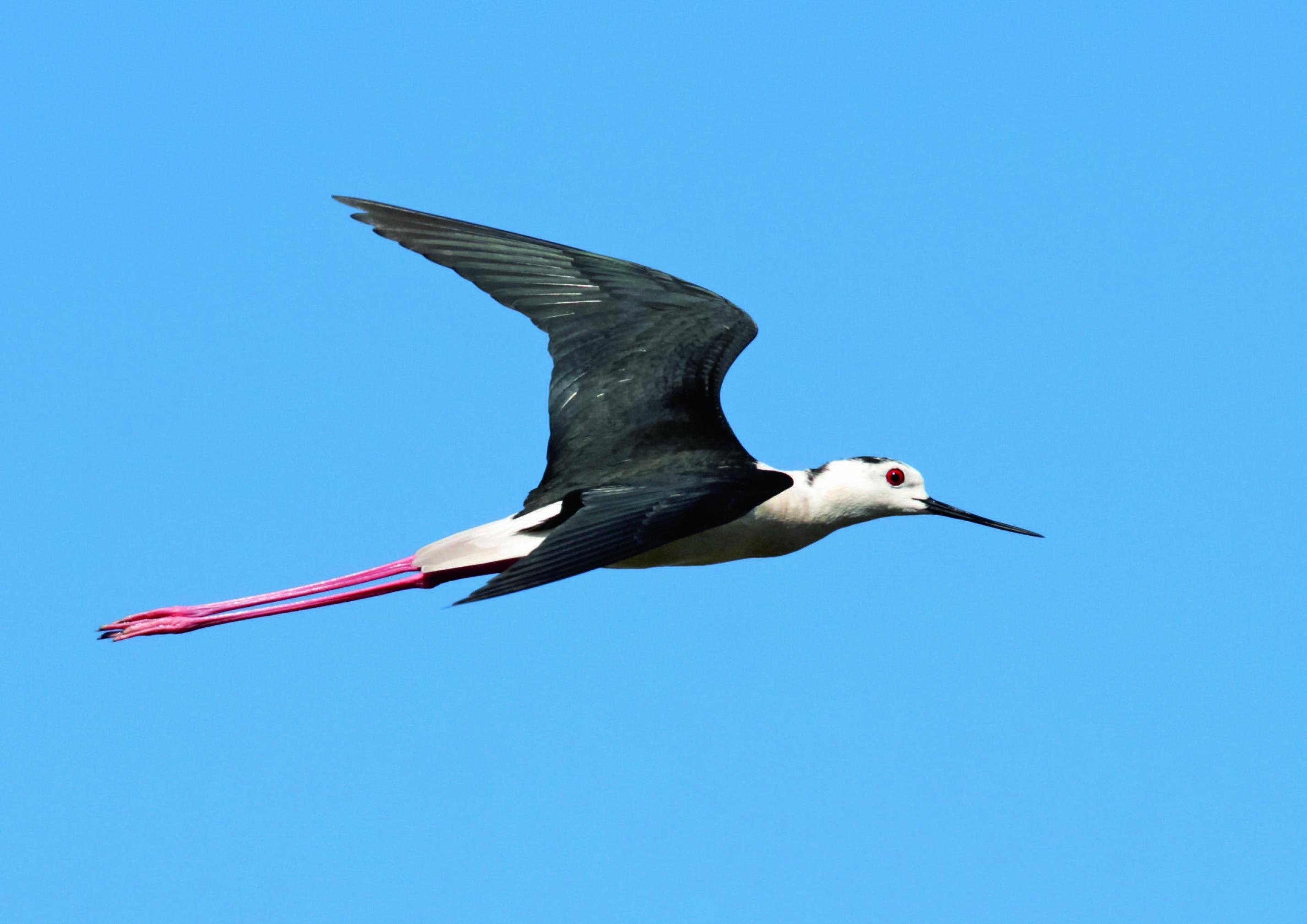 ein Vogel, der am Himmel fliegt [AI]