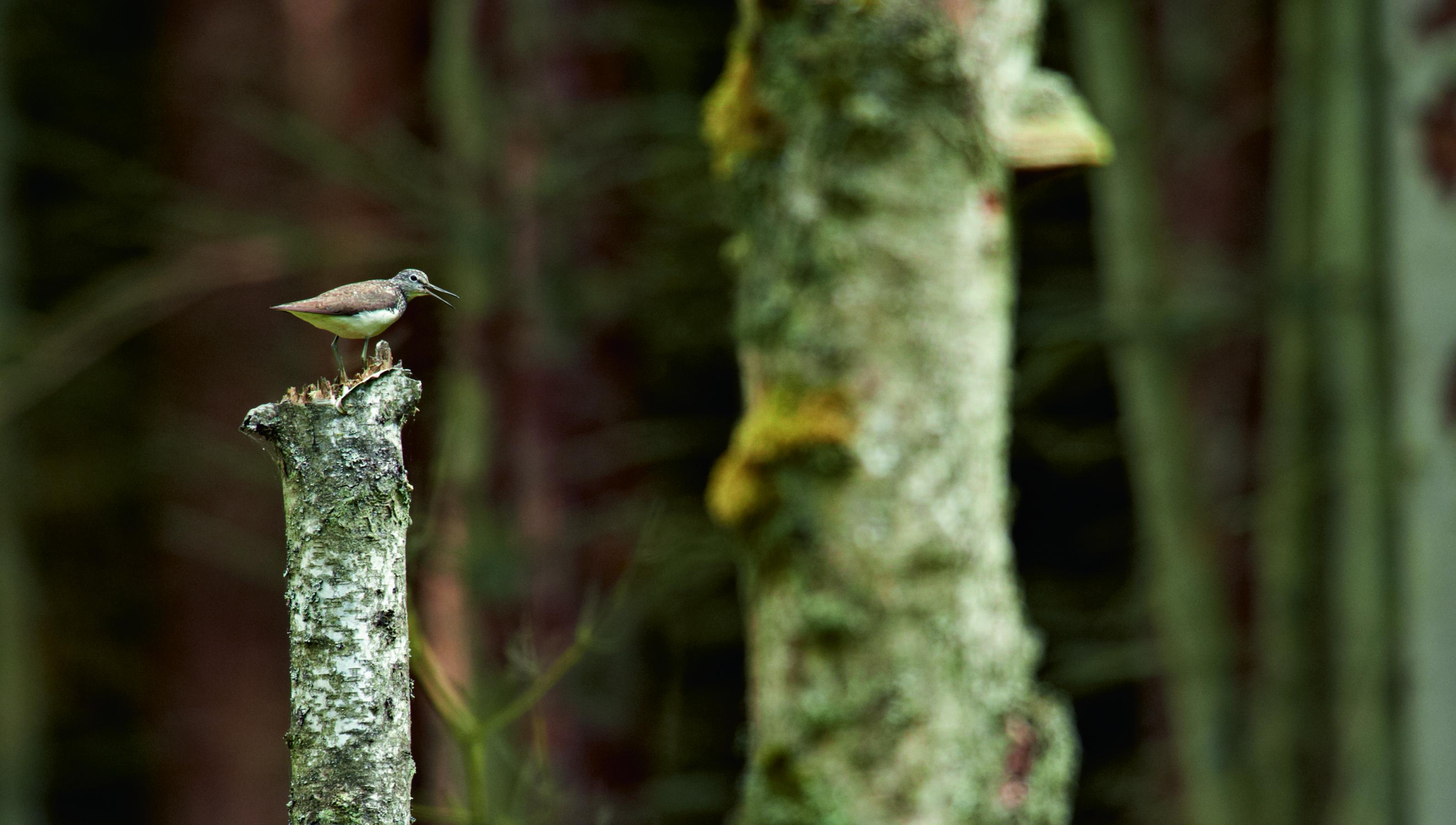 ein Vogel, der auf einem Baumstumpf steht [AI]