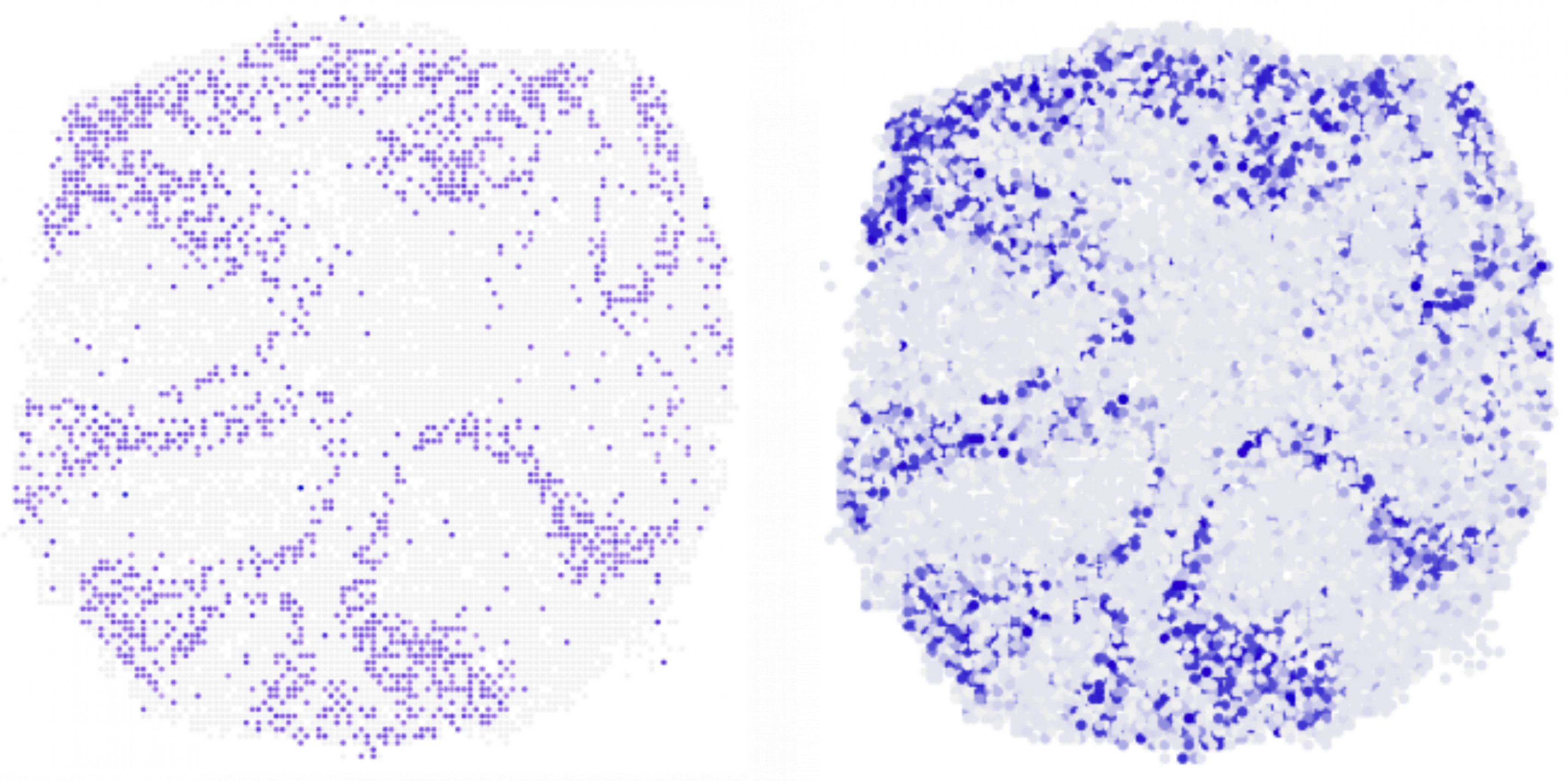 Zwei kreisförmige Scheiben mit zahlreichen violetten Punkten. Jeder Punkt gibt die Lage einer Zelle in der Scheibe an. Beide Bilder sind nahezu identisch.