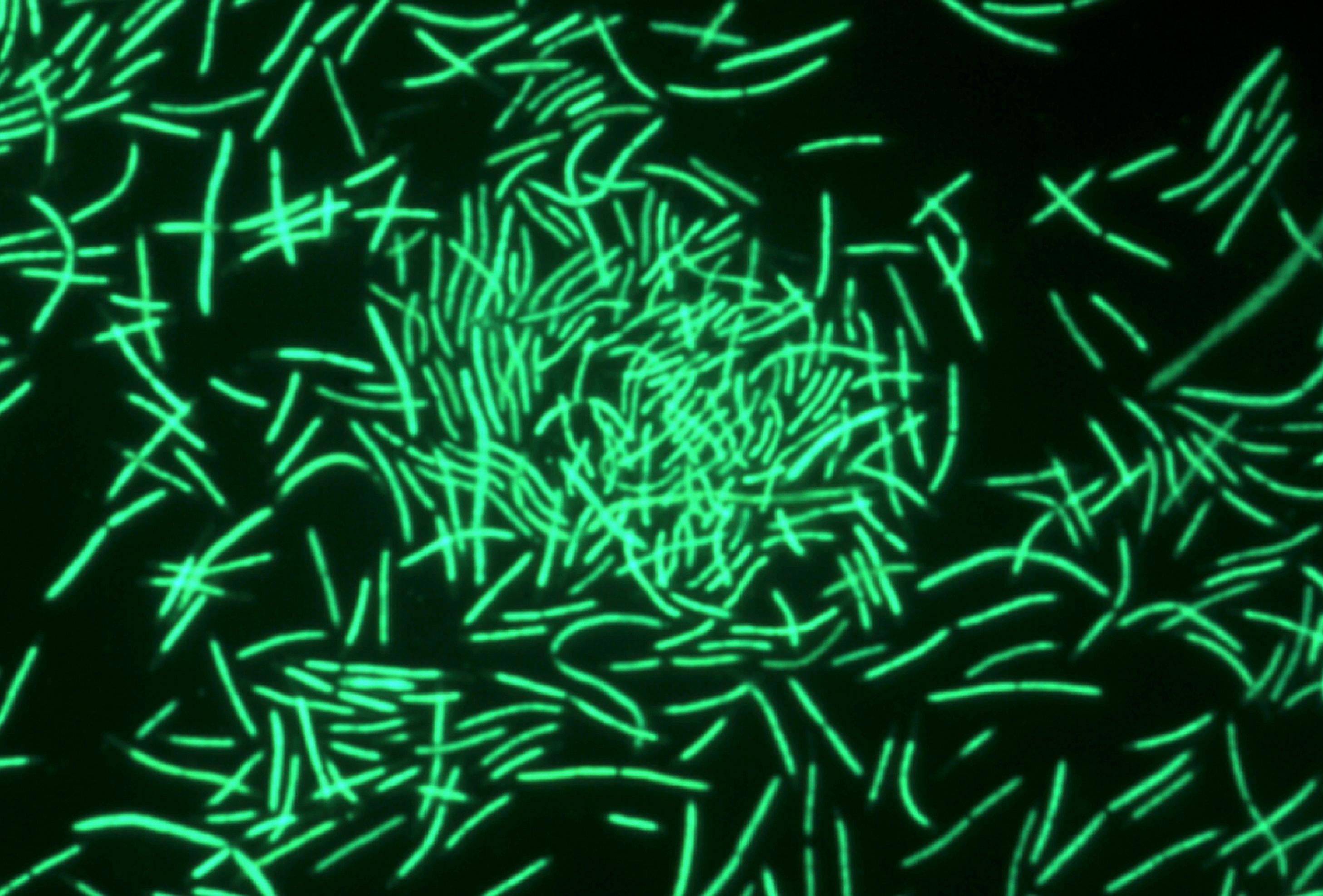 Bakterien in Stäbchenform leuchten in hellgrün.