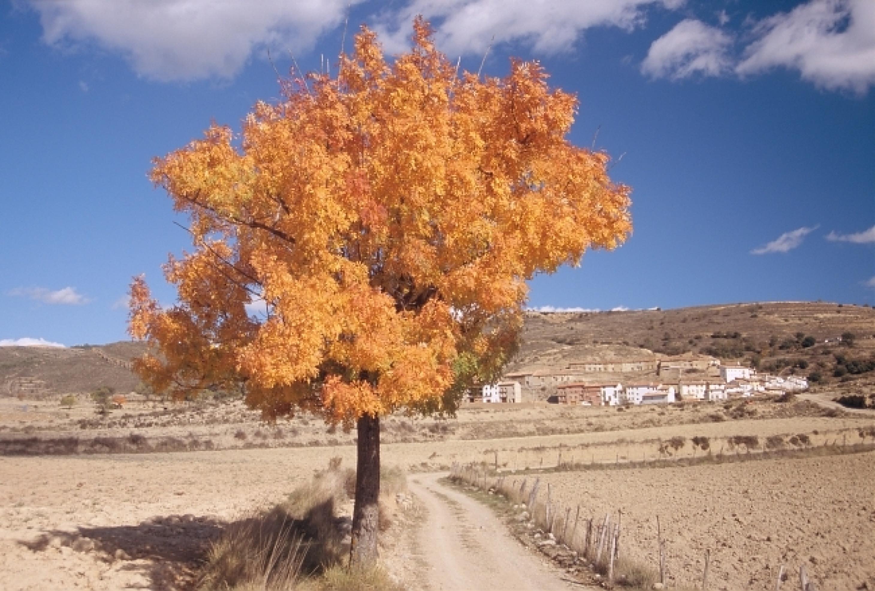 Ein einzelner Laubbaum in herbstlich goldener Tracht.