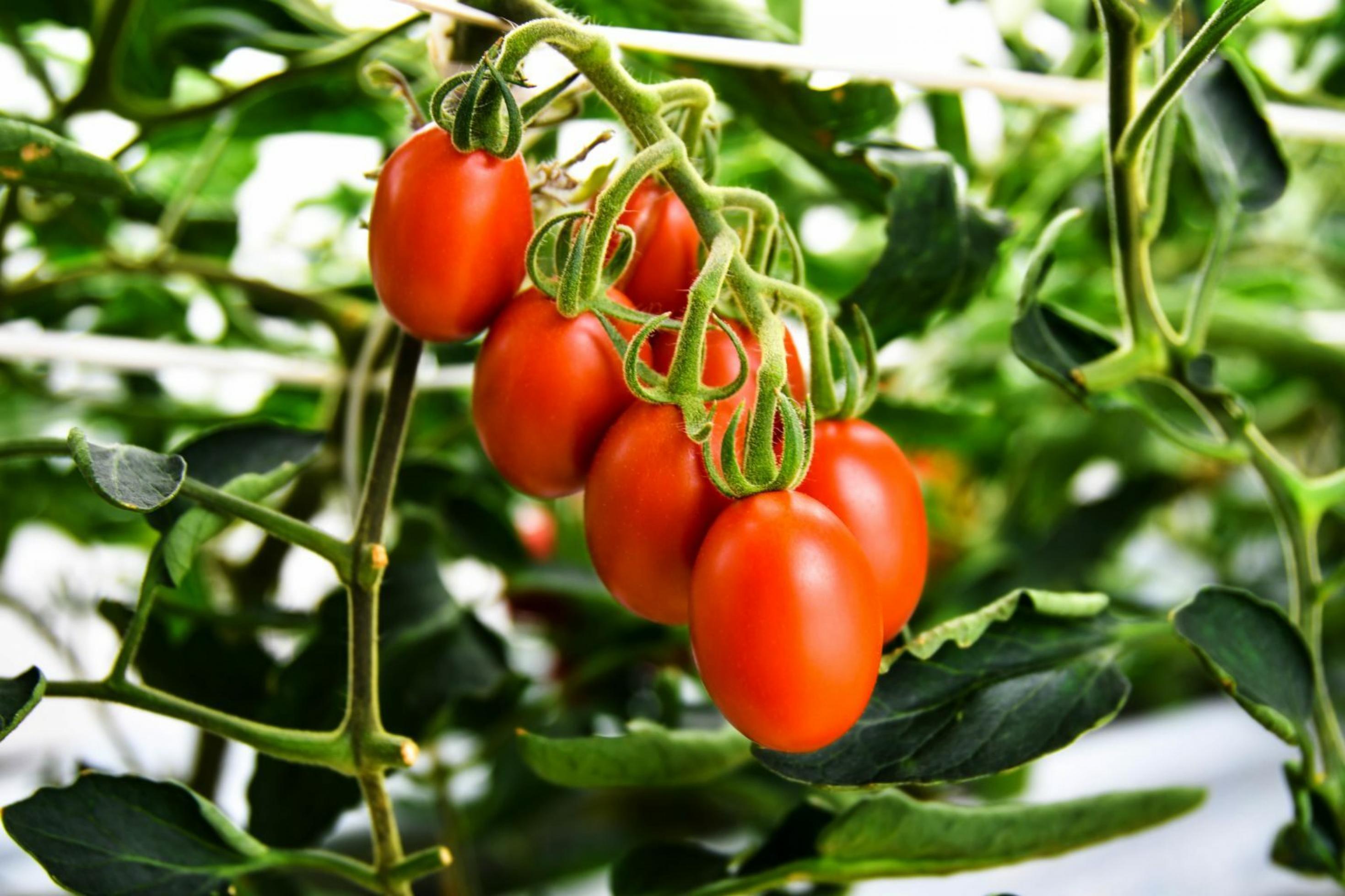 Äußerlich gewöhnliche Tomaten hängen an einem Strauch. Sie wurden mit Gentechnik gezüchtet und senken den Blutdruck