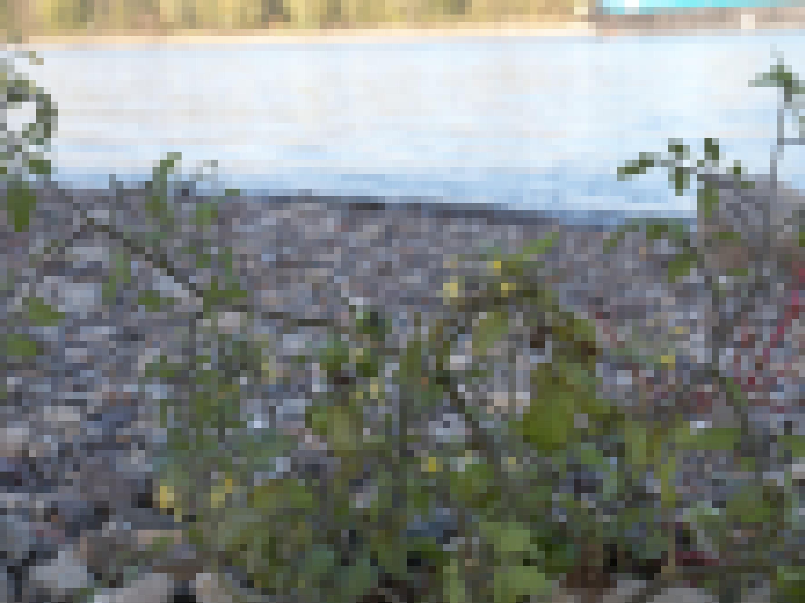 Tomatenstaude mit  unreifen Tomaten auf einem Kiesbett, mit einem Fluss im unscharfen Hintergrund.