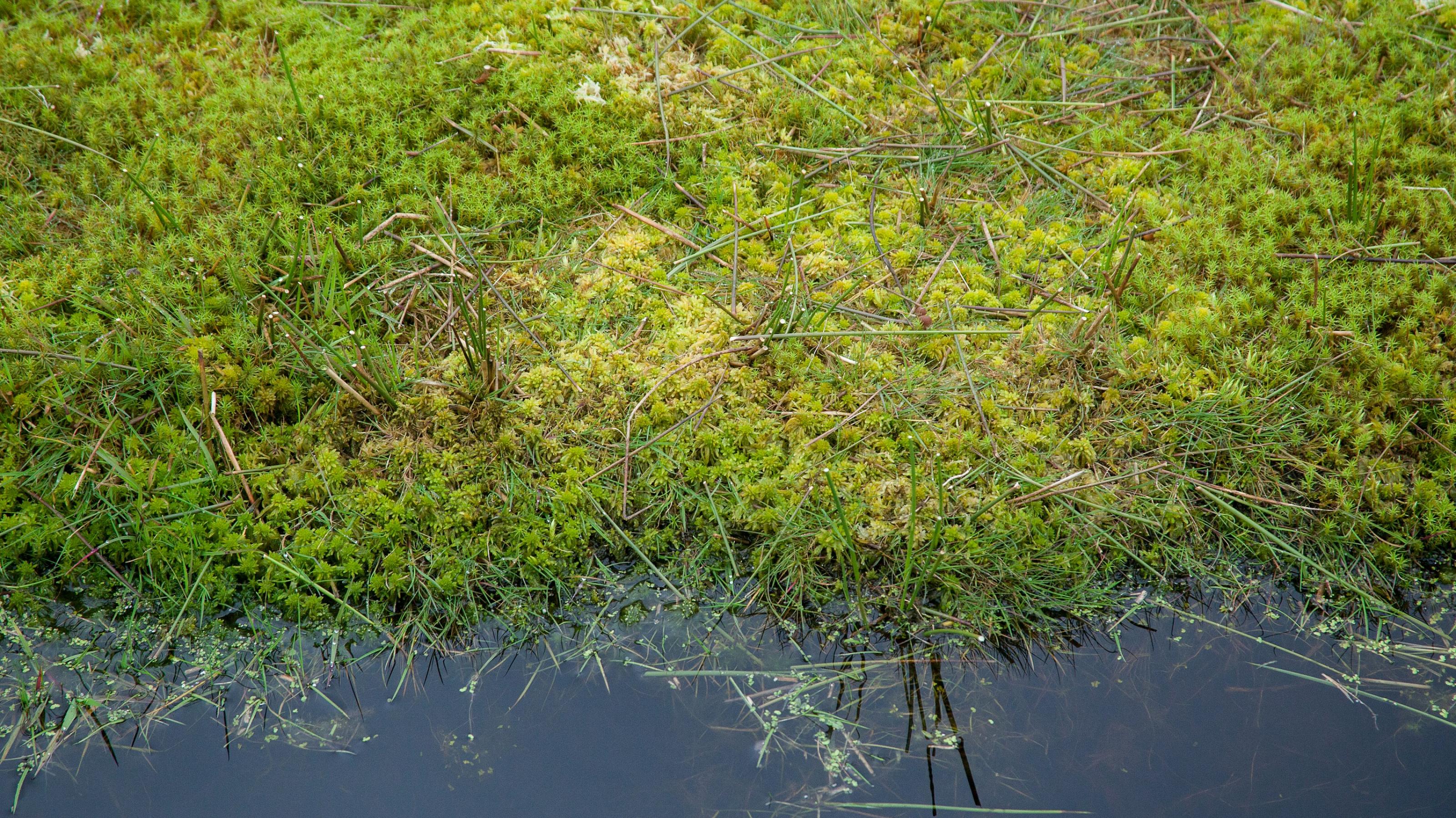 Leuchtend grüne Torfmosse wachsen auf nassen Mooren. Sie sind eine Alternative zu klimaschädlichem Torf.