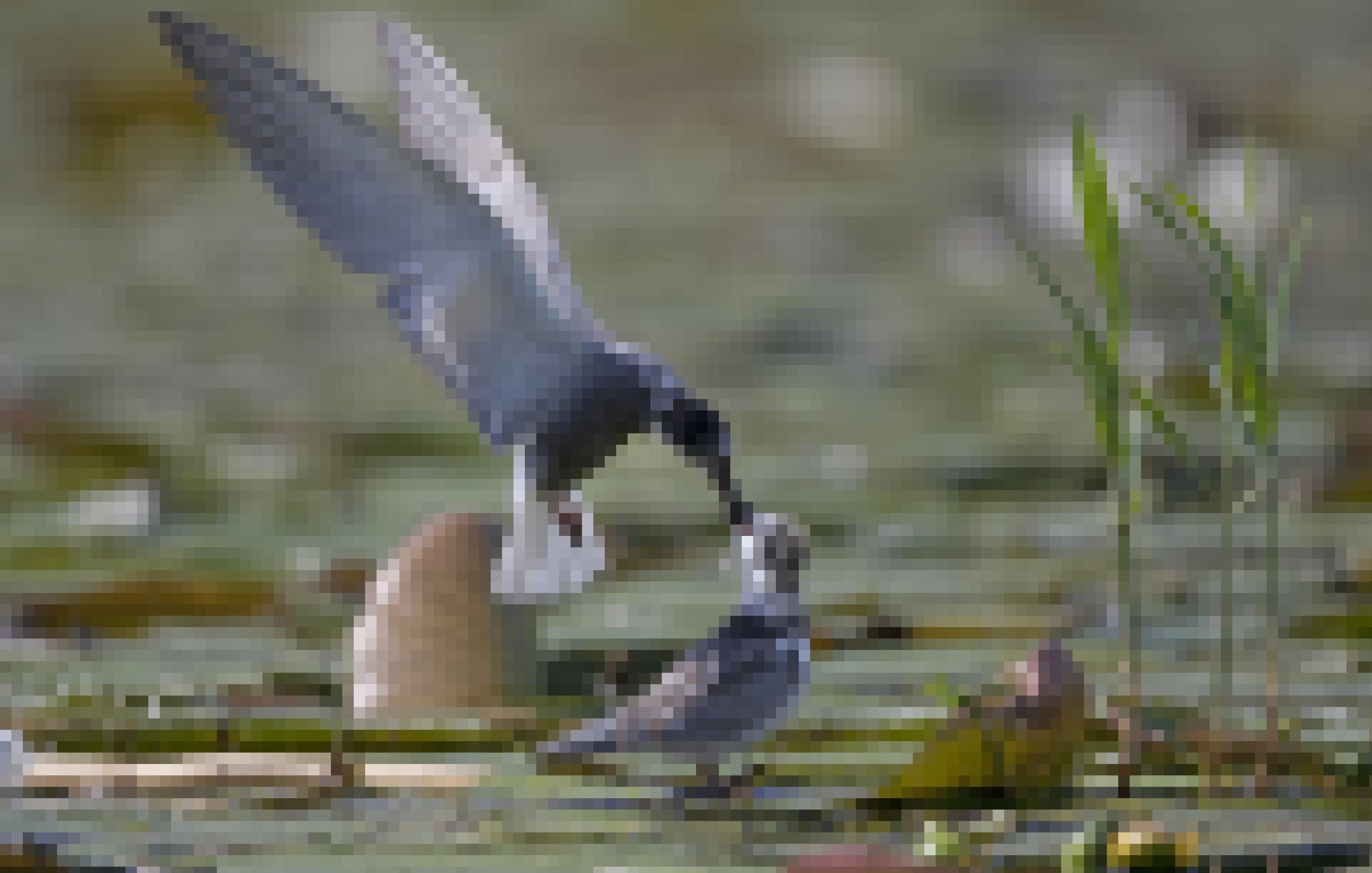 Eine Trauerseeschwalbe füttert seinen Jungvogel, der auf einem Seerosenblatt steht.
