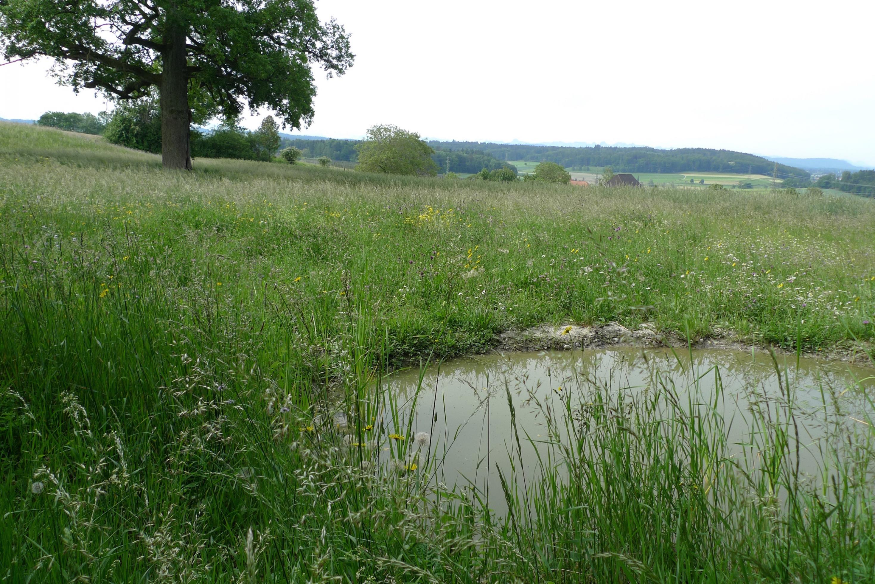 Ein neu angelegter Tümpel oberhalb von Alchenstorf.