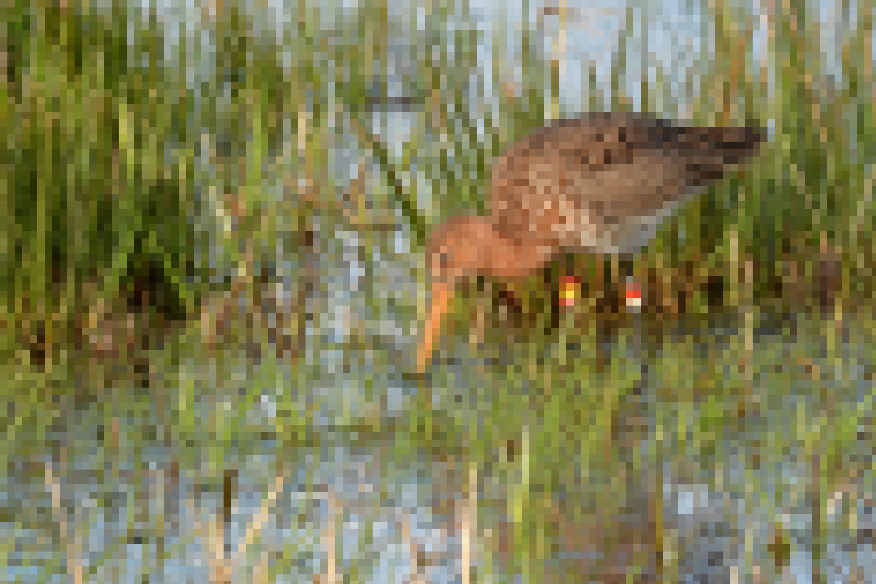 Foto einer Uferschnepfe im Wasser. Sie steht im Schilf und hält die Schnabelspitze im Wasser. An ihren Beinen befinden sich mehrere bunte Ringe.