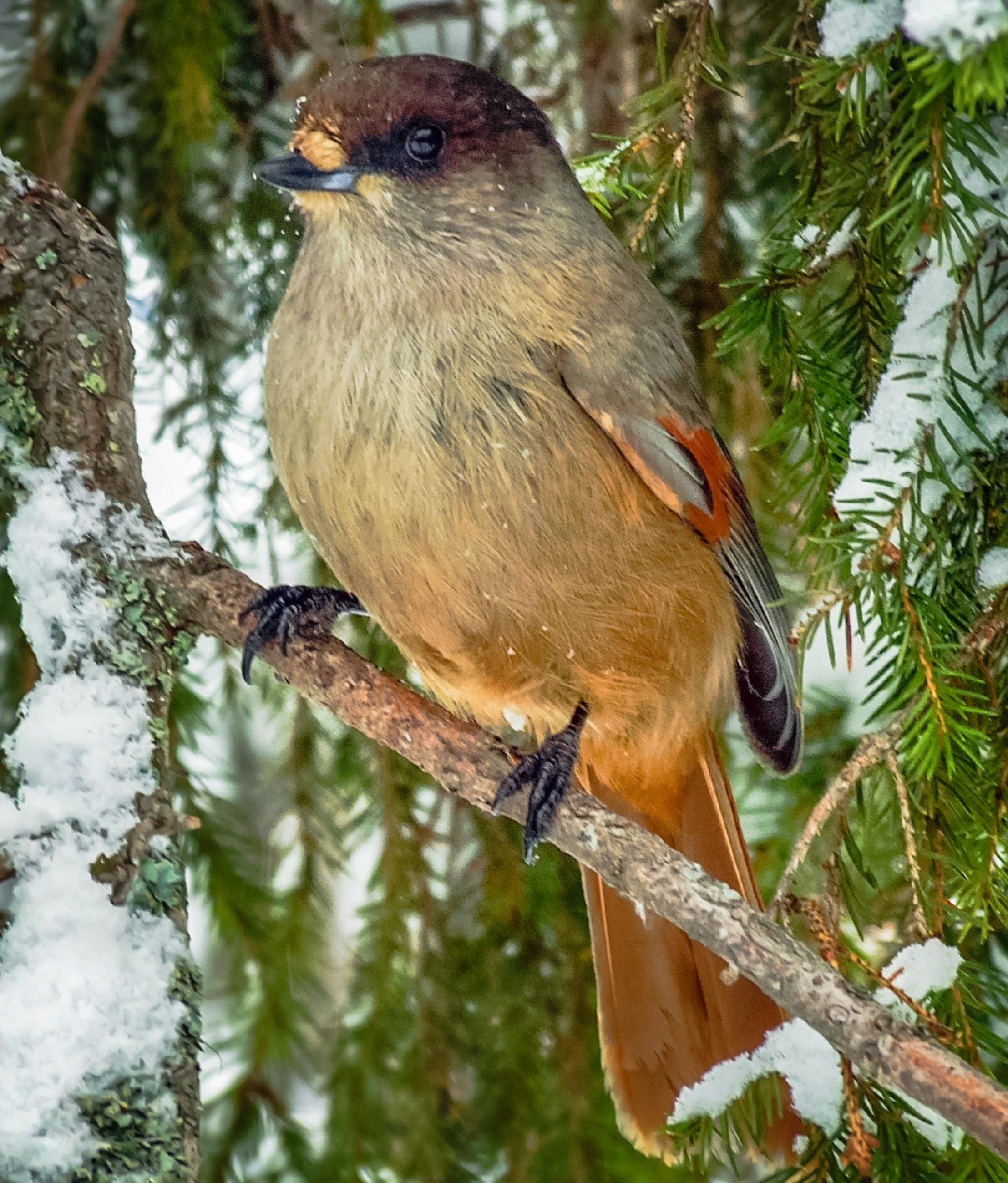 Ein Unglückshäher (Perisoreus infaustus) sitzt auf einem Ast.